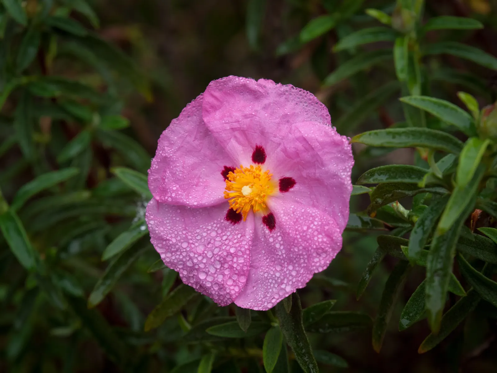 Rockrose (Cistus 'Mickie') — commonly referred to as Rockrose; cistus 'Mickie' thrives in full sun and prefers well-drained soil, image 105