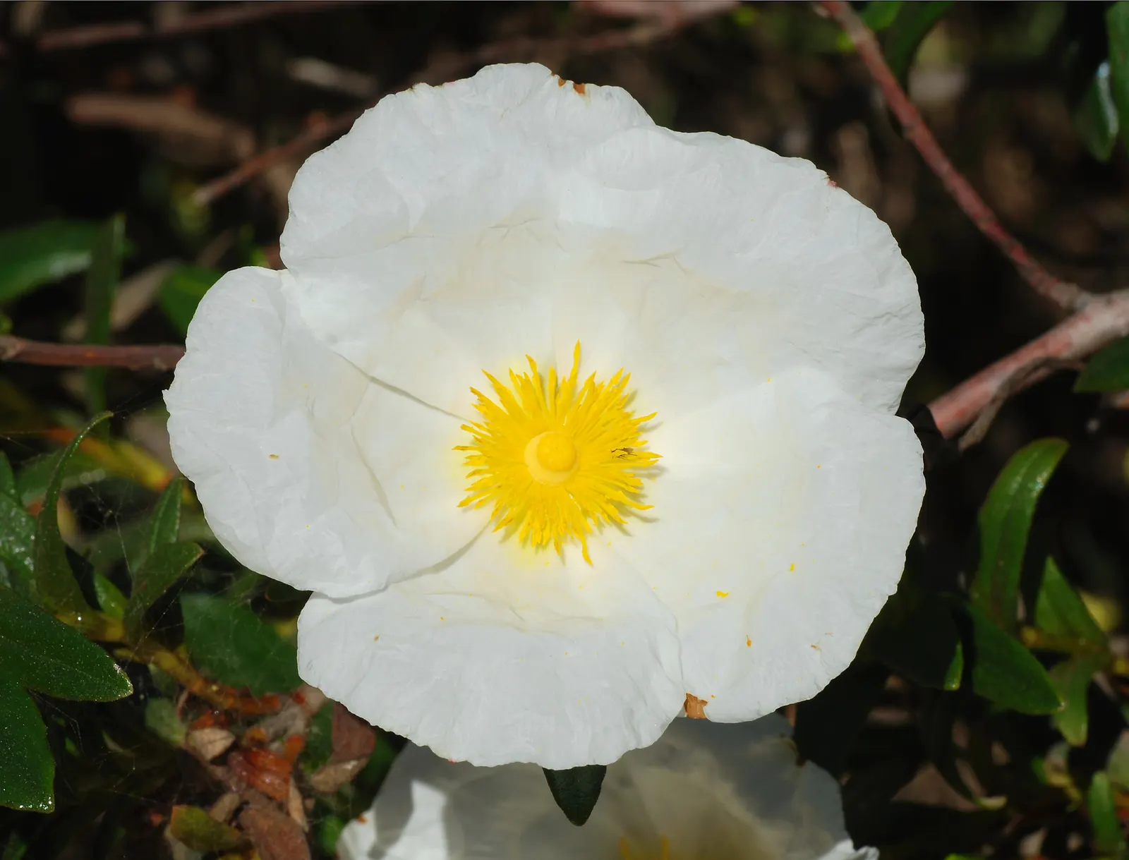 Rockrose (Cistus 'Mickie') — which is beneficial in areas with active wildlife; typically reaching 2 to 3 feet in height and spreading 2 to 4 feet, image 76