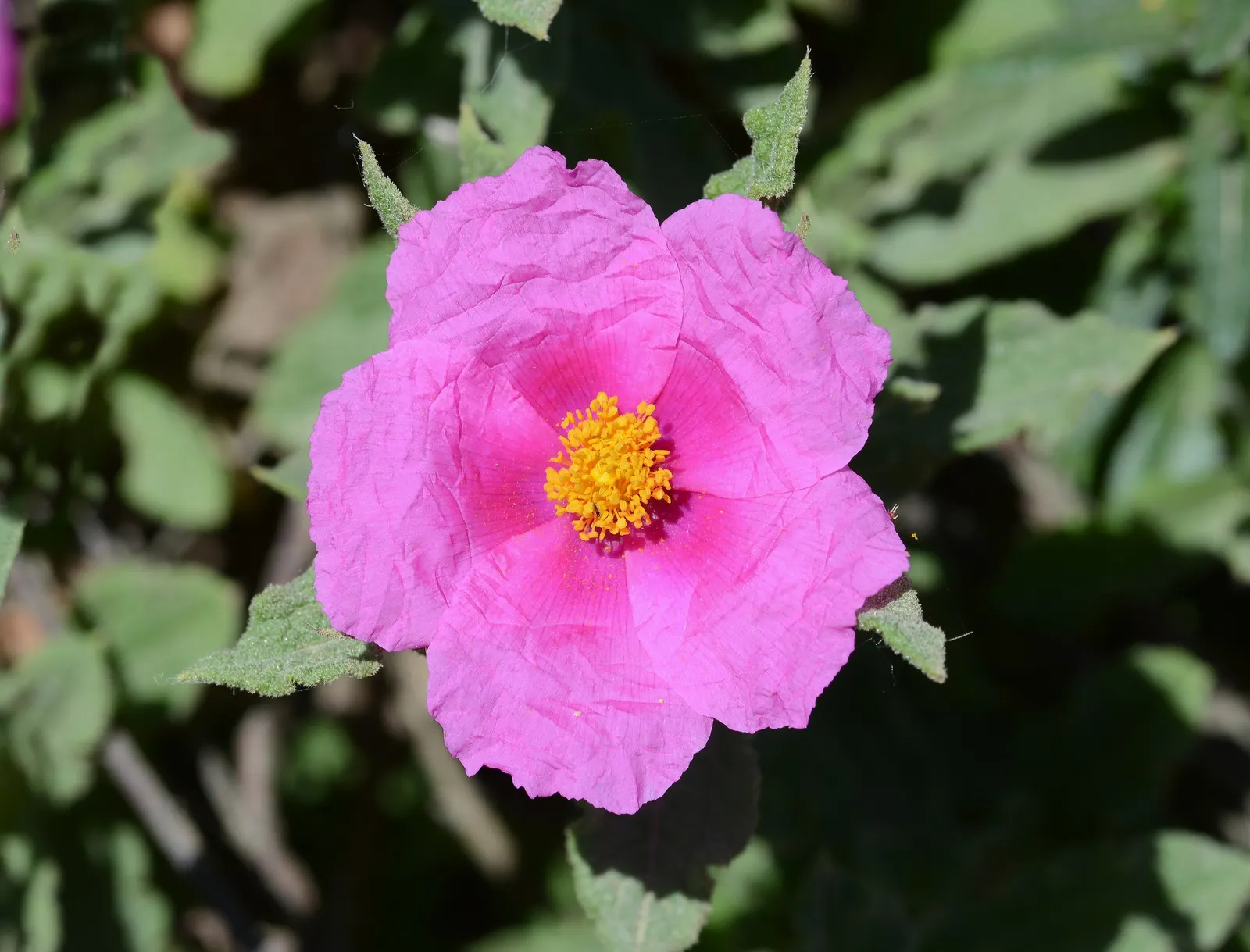 Rockrose (Cistus 'Mickie') — white flowers in the garden; this rockrose thrives in full sun and well-drained soil, being drought-tolerant once, image 98