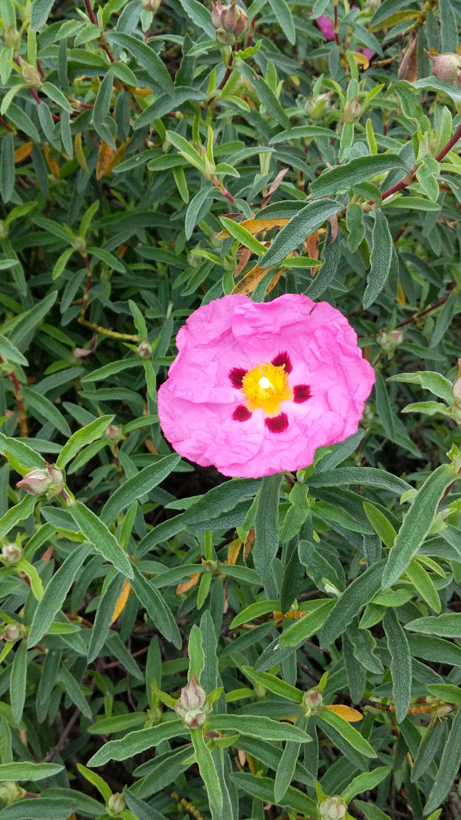 Rockrose (Cistus 'Mickie') — reducing the need for frequent watering; and it's also deer-resistant, image 94
