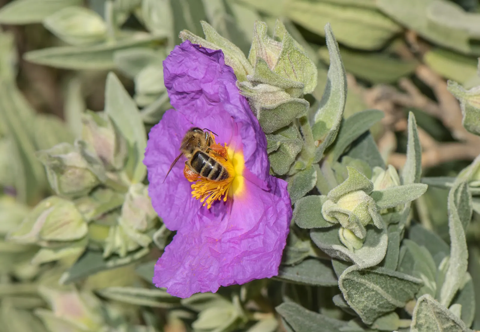 Rockrose (Cistus 'Mickie') — which is beneficial in areas with active wildlife; typically reaching 2 to 3 feet in height and spreading 2 to 4 feet, image 116