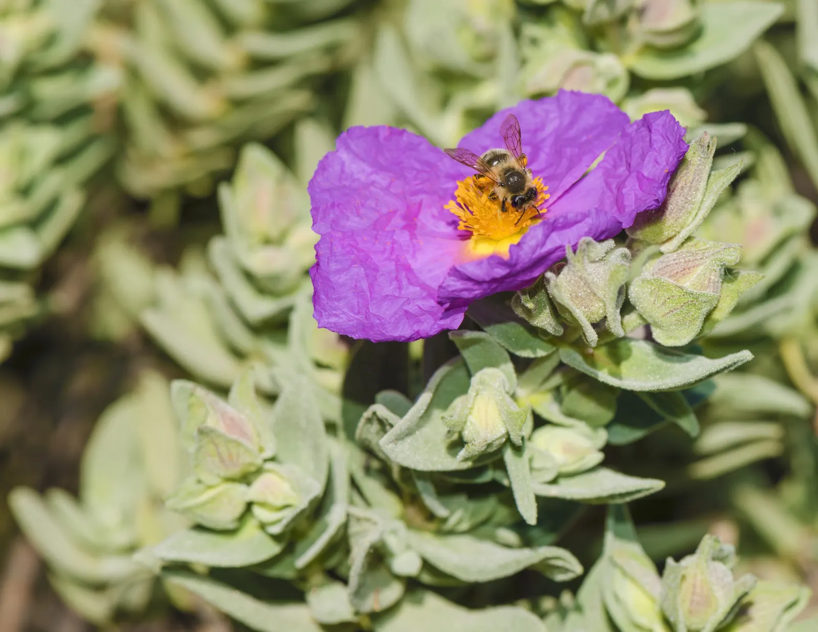 Rockrose (Cistus 'Mickie') — and low-maintenance nature answering a range of landscape design requirements; which is beneficial in areas with, image 117