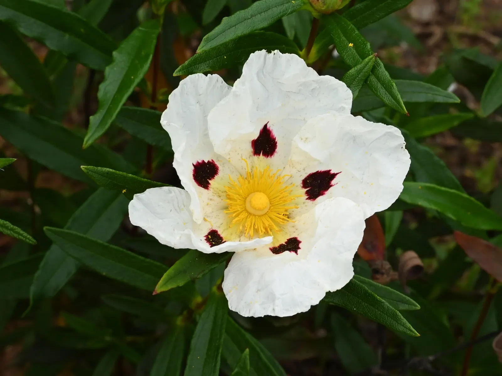 Rockrose (Cistus 'Mickie') — Growing up to 3 feet in height and 5 feet wide, its wavy, gray-green foliage is dense and sticky; its foliage is, image 82