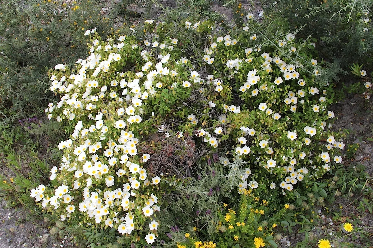 Rockrose (Cistus 'Mickie') — reducing the need for frequent watering; and it's also deer-resistant, image 114