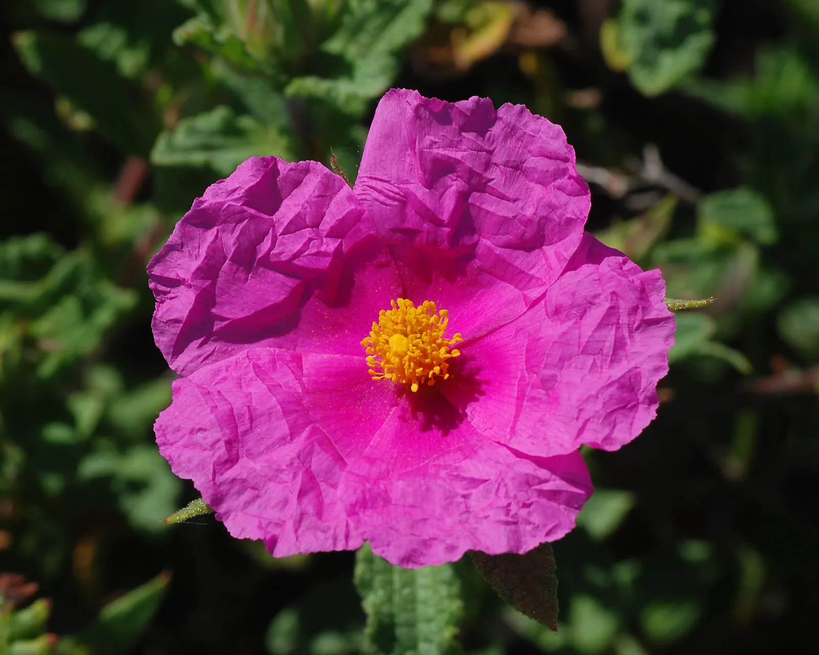 Rockrose (Cistus 'Mickie') — It is drought-tolerant once established; each blossom lasts only a day, image 113