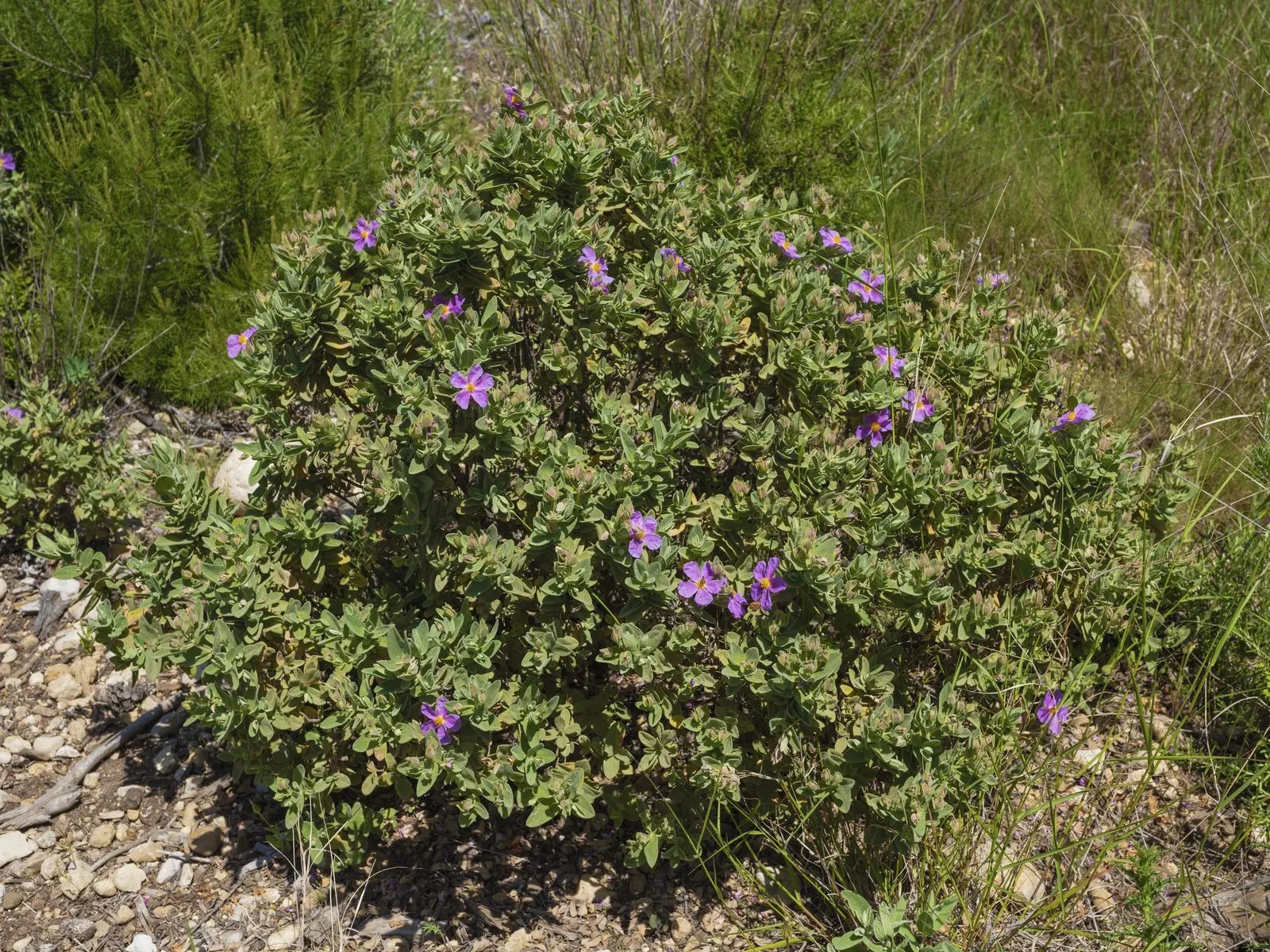 Rockrose (Cistus 'Mickie') — making it an excellent choice for adding texture and color to your landscape design; evergreen shrub known for its, image 87