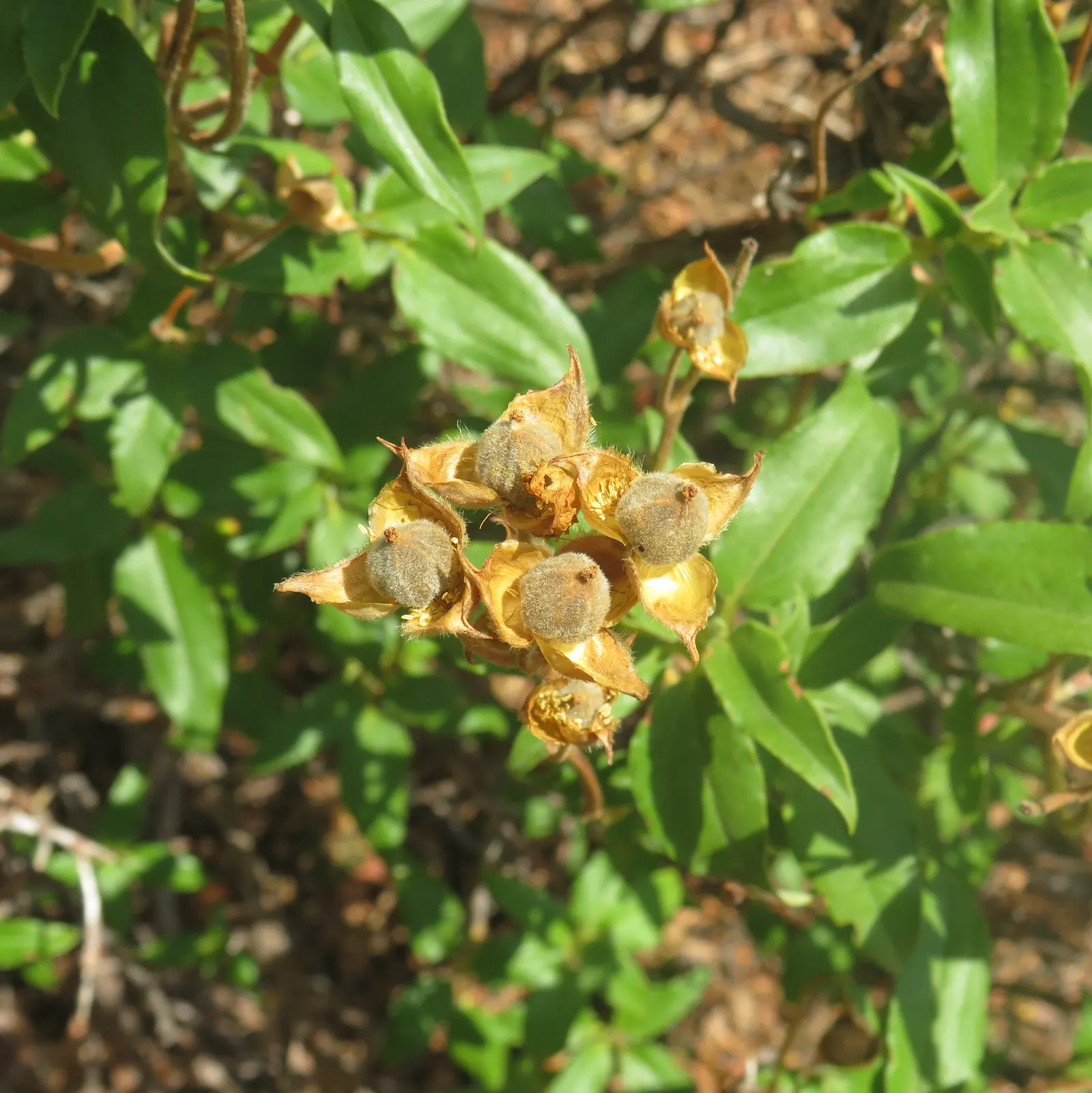 Rockrose (Cistus 'Mickie') — making it an excellent choice for adding texture and color to your landscape design; evergreen shrub known for its, image 107