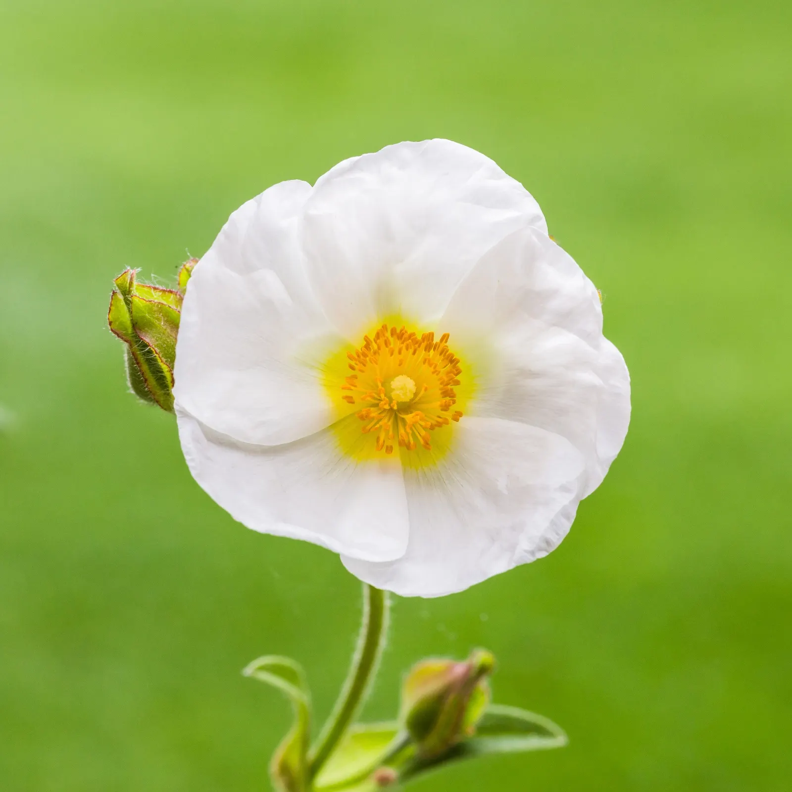 Rockrose (Cistus 'Mickie') — and it's also deer-resistant; growing up to 3 feet in height and 5 feet wide, its wavy, gray-green foliage is dense, image 75