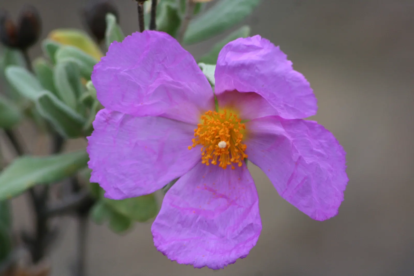 Rockrose (Cistus 'Mickie') — Its foliage is particularly attractive; the leaves are dark green; reducing the need for frequent watering, image 111
