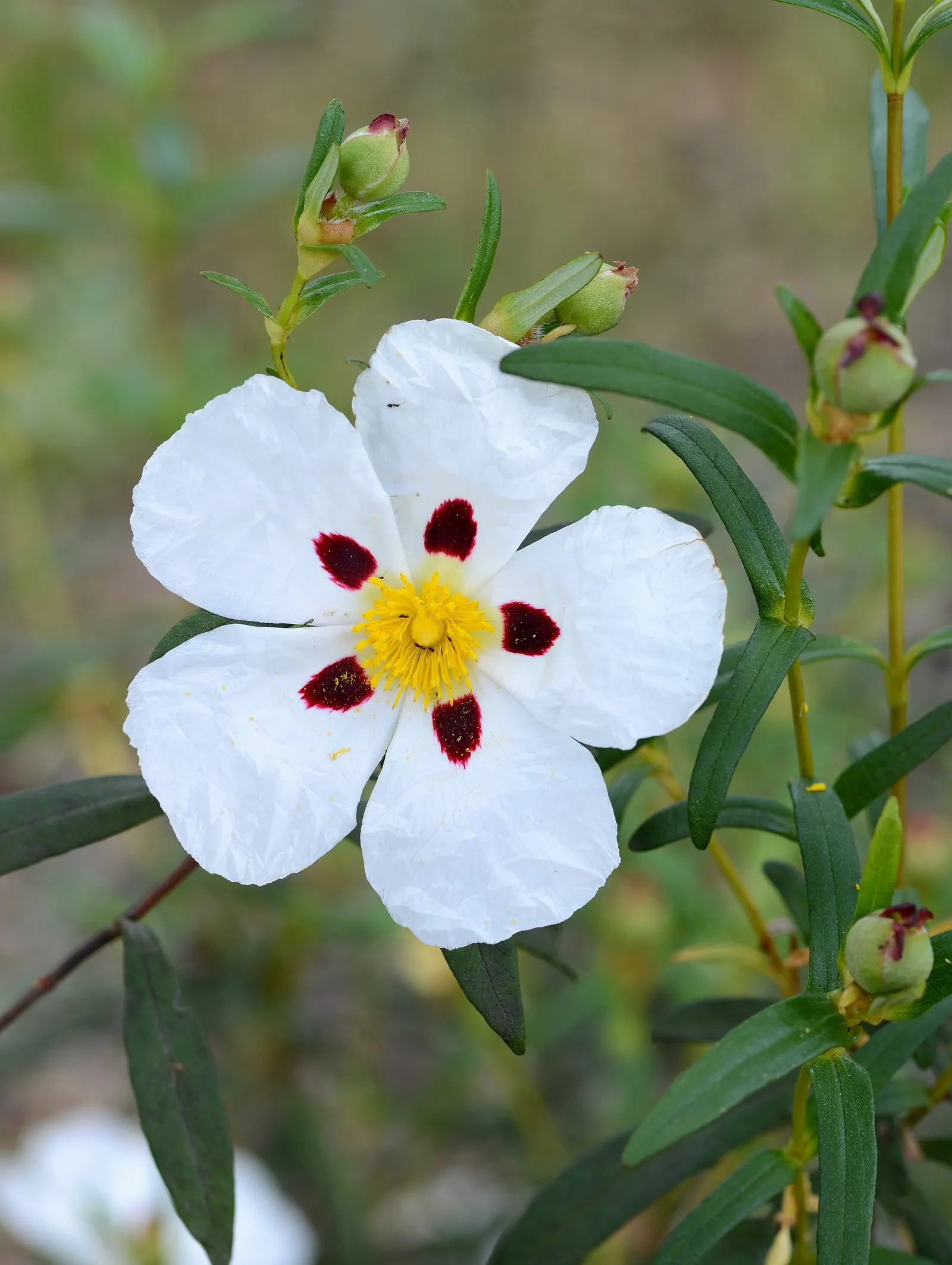 Rockrose (Cistus 'Mickie') — and it's also deer-resistant; growing up to 3 feet in height and 5 feet wide, its wavy, gray-green foliage is dense, image 95