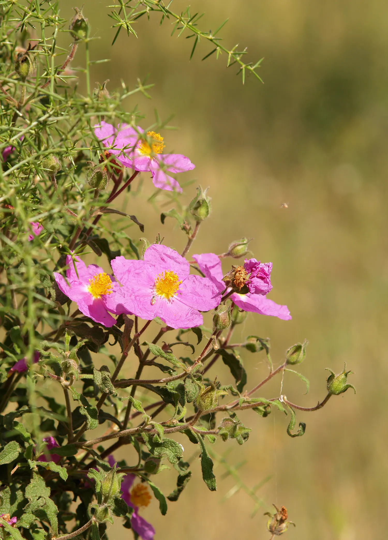 Rockrose (Cistus 'Mickie') — typically reaching 2 to 3 feet in height and spreading 2 to 4 feet wide; perennial for full, image 109