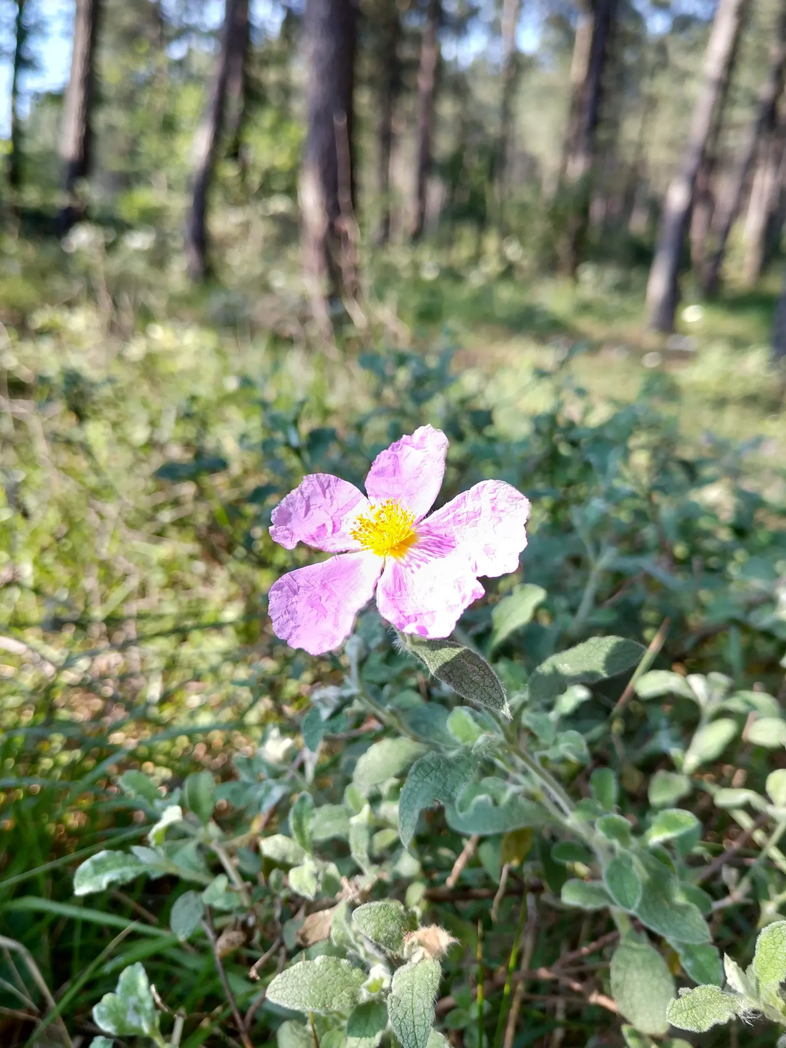 Rockrose (Cistus 'Mickie') — This rockrose thrives in full sun and well-drained soil, being drought-tolerant once established; white flowers in the, image 83