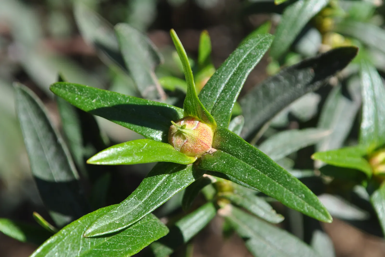Rockrose (Cistus 'Mickie') — It is drought-tolerant once established; each blossom lasts only a day, image 93