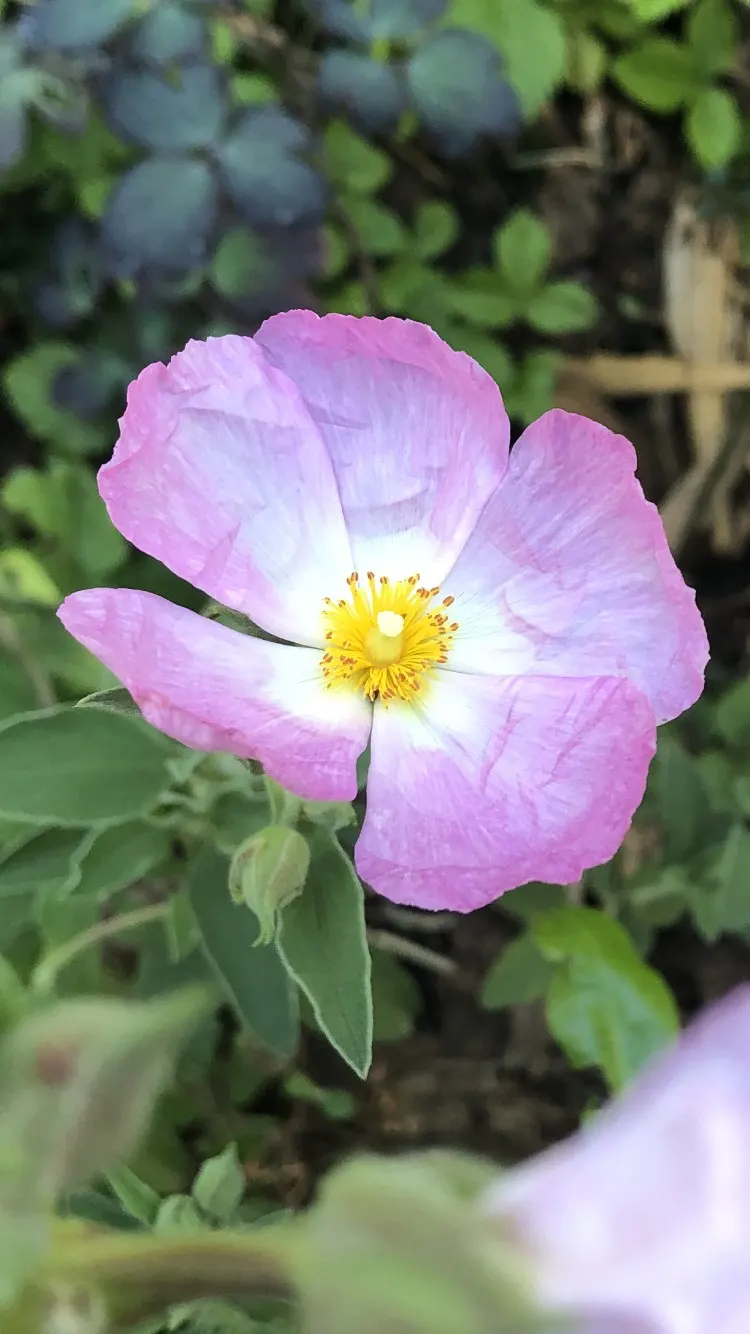 Rockrose (Cistus 'Mickie') — which makes it suitable for small gardens or as part of a mixed border; making it an excellent choice for adding, image 90