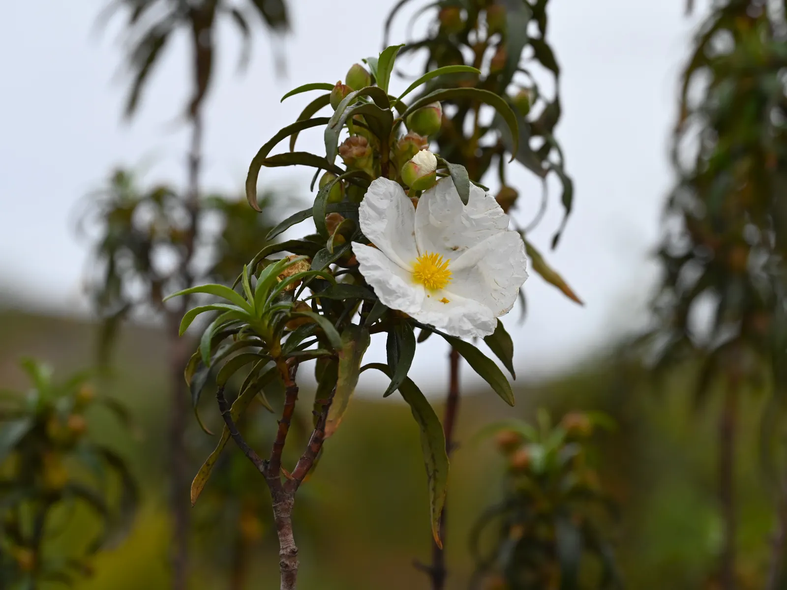 Rockrose (Cistus 'Mickie') — Its foliage is particularly attractive; the leaves are dark green; reducing the need for frequent watering, image 91