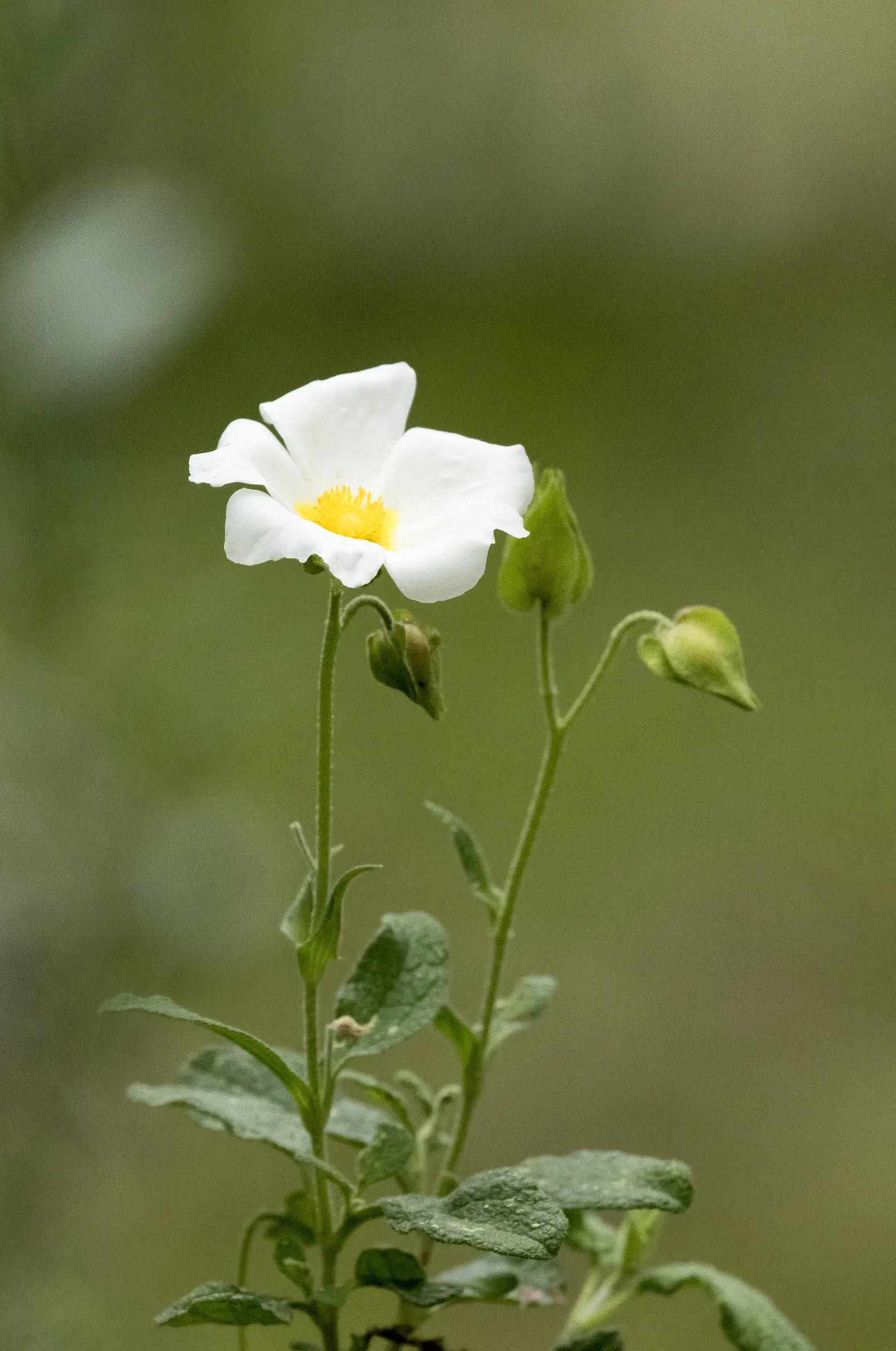 Rockrose (Cistus 'Mickie') — white flowers in the garden; this rockrose thrives in full sun and well-drained soil, being drought-tolerant once, image 78