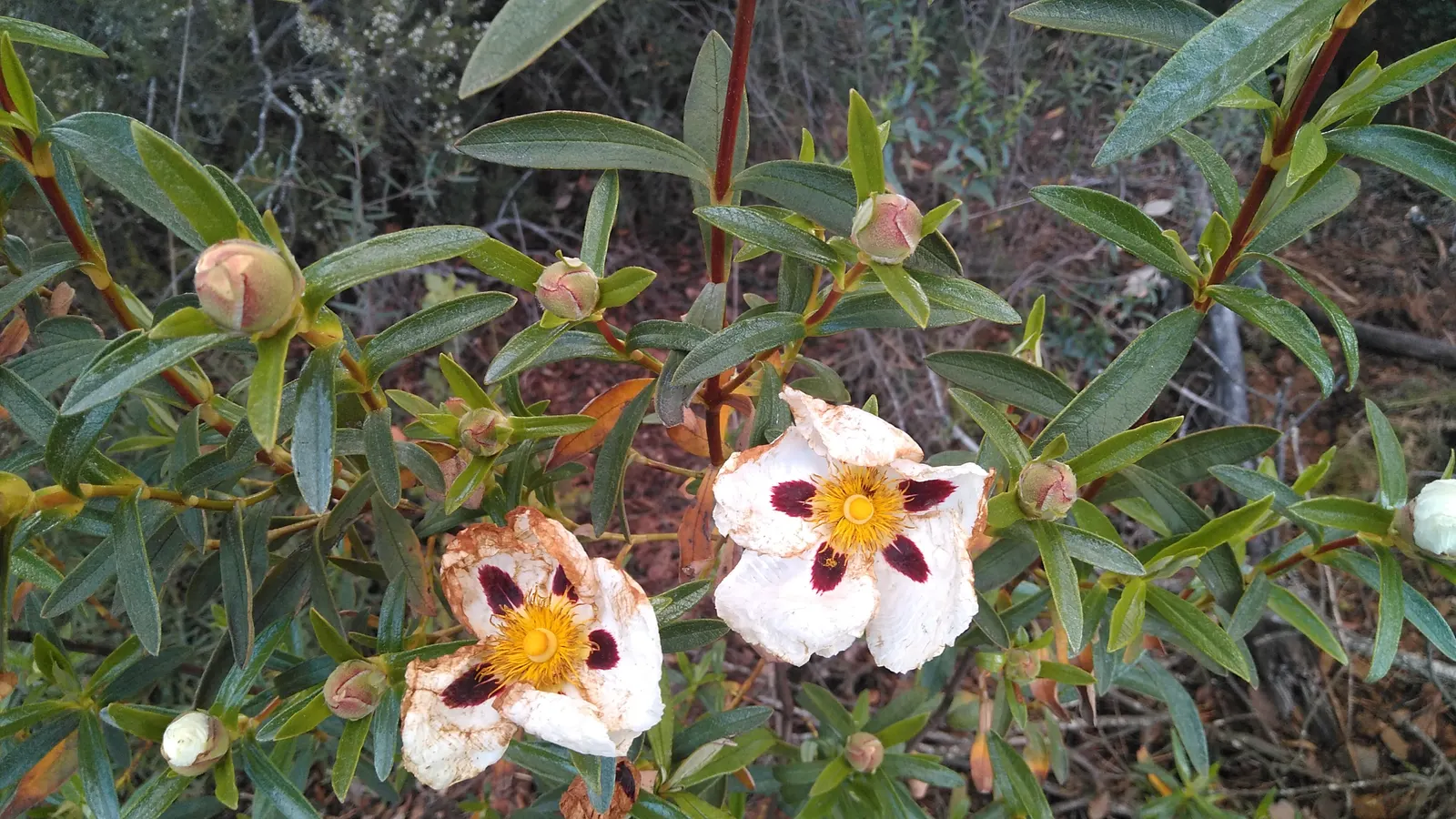 Rockrose (Cistus 'Mickie') — evergreen shrub known for its decorative and resilient characteristics; perennial with white blooms, image 86