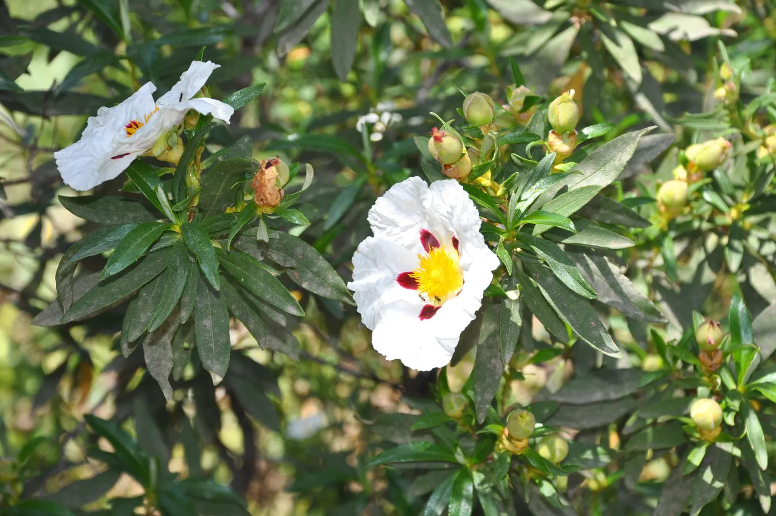 Rockrose (Cistus 'Mickie') — Cistus 'Mickie' thrives in full sun and prefers well-drained soil; the Cistus 'Mickie' is an evergreen shrub heralding, image 92