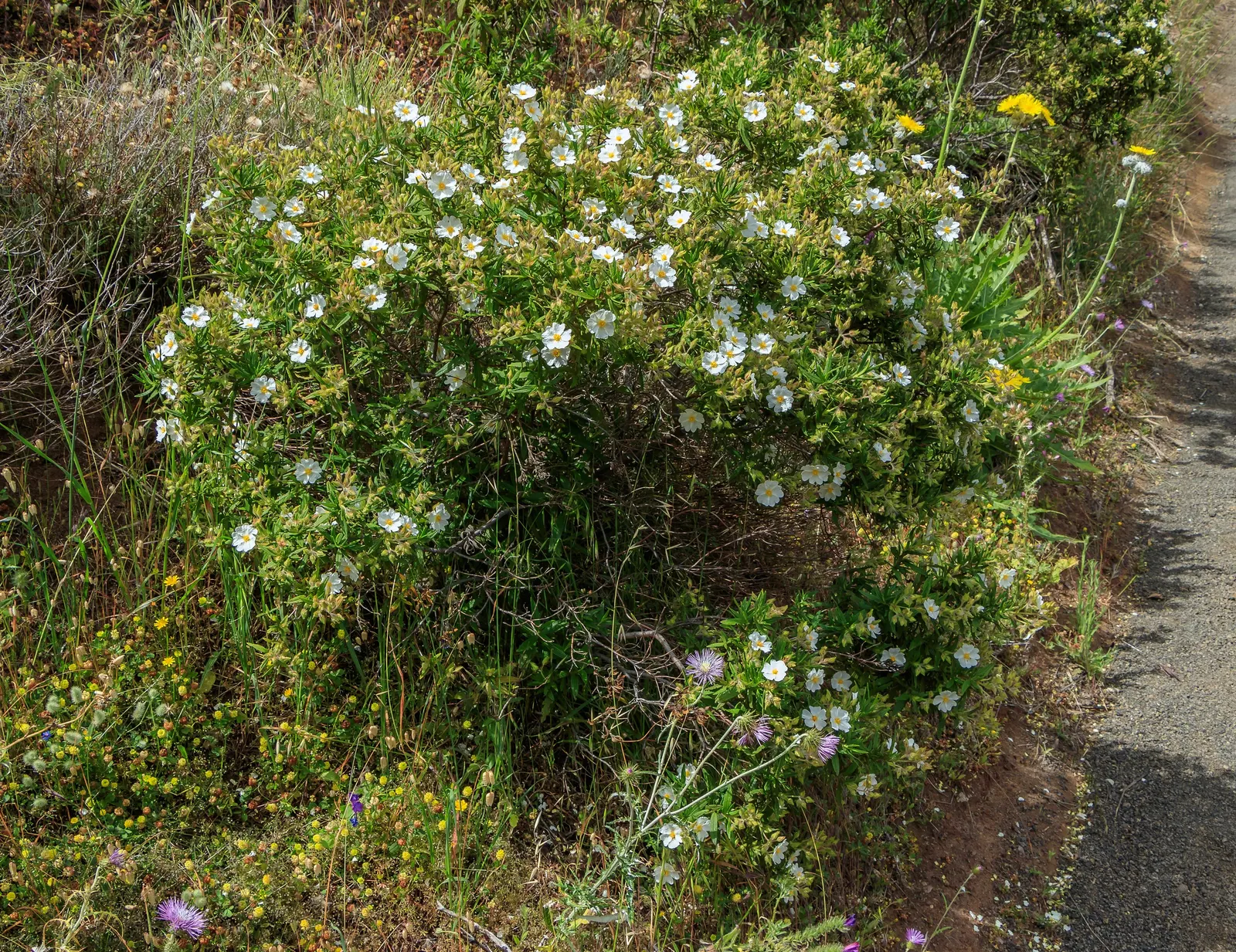 Rockrose (Cistus 'Mickie') — Growing up to 3 feet in height and 5 feet wide, its wavy, gray-green foliage is dense and sticky; its foliage is, image 102