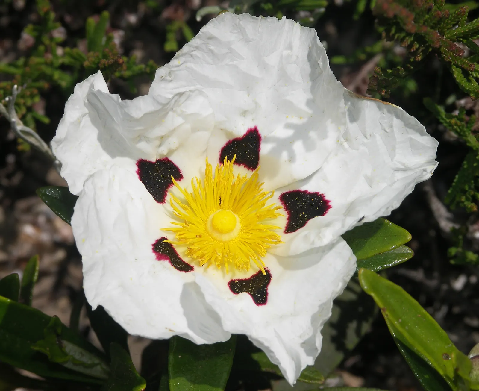 Rockrose (Cistus 'Mickie') — Ideal for Mediterranean-style gardens, it adds color and texture as a ground cover or low hedge; commonly referred to, image 104