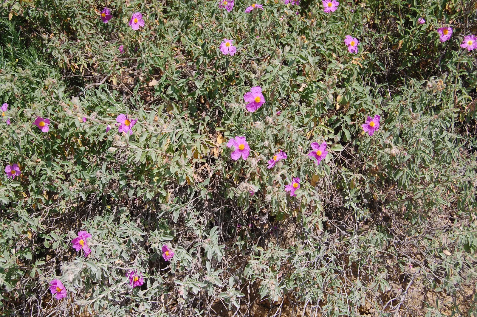Rockrose (Cistus 'Mickie') — perennial with white blooms; which makes it suitable for small gardens or as part of a mixed border, image 119