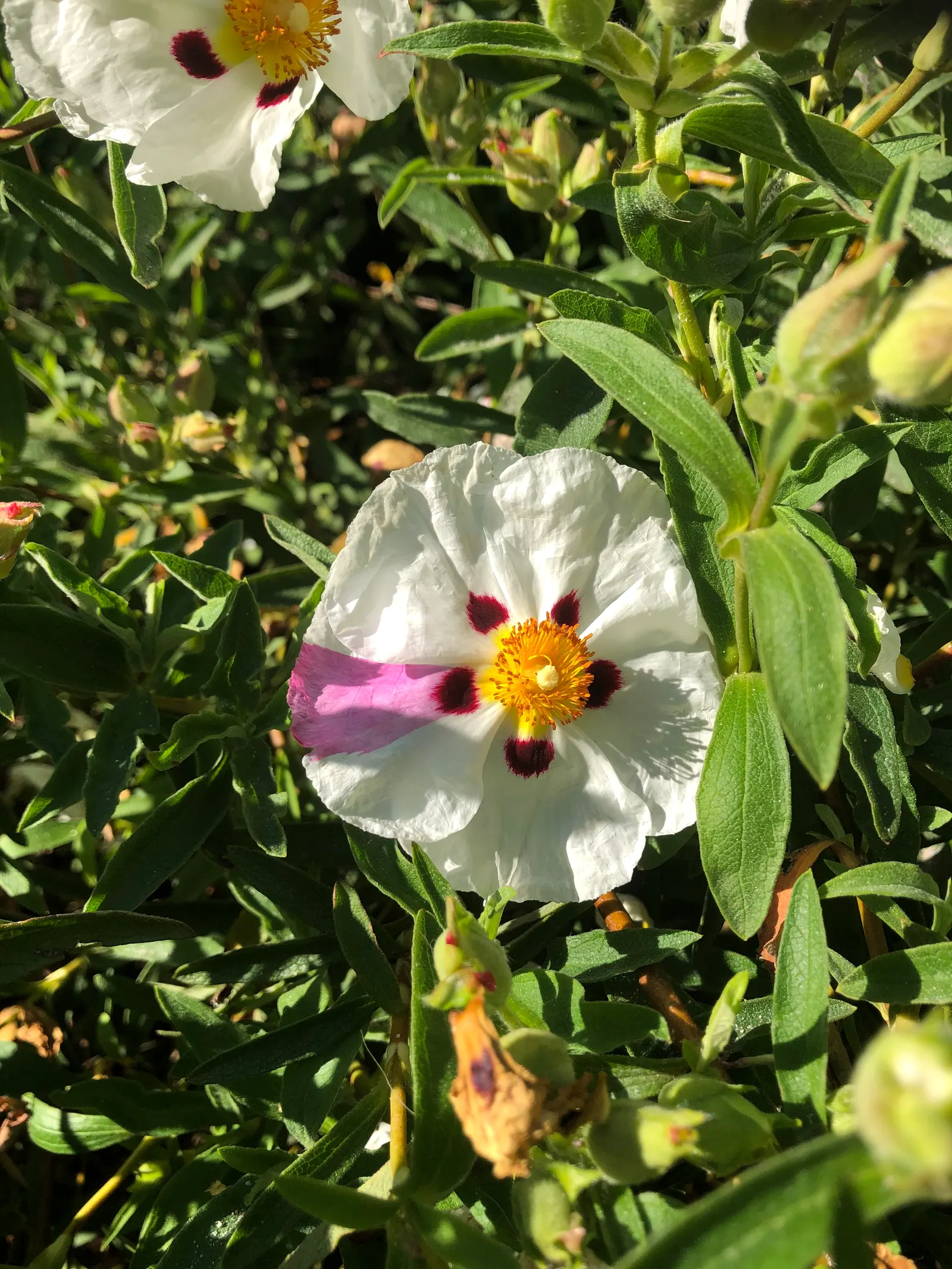 Rockrose (Cistus 'Mickie') — Each blossom lasts only a day; it is drought-tolerant once established, image 88
