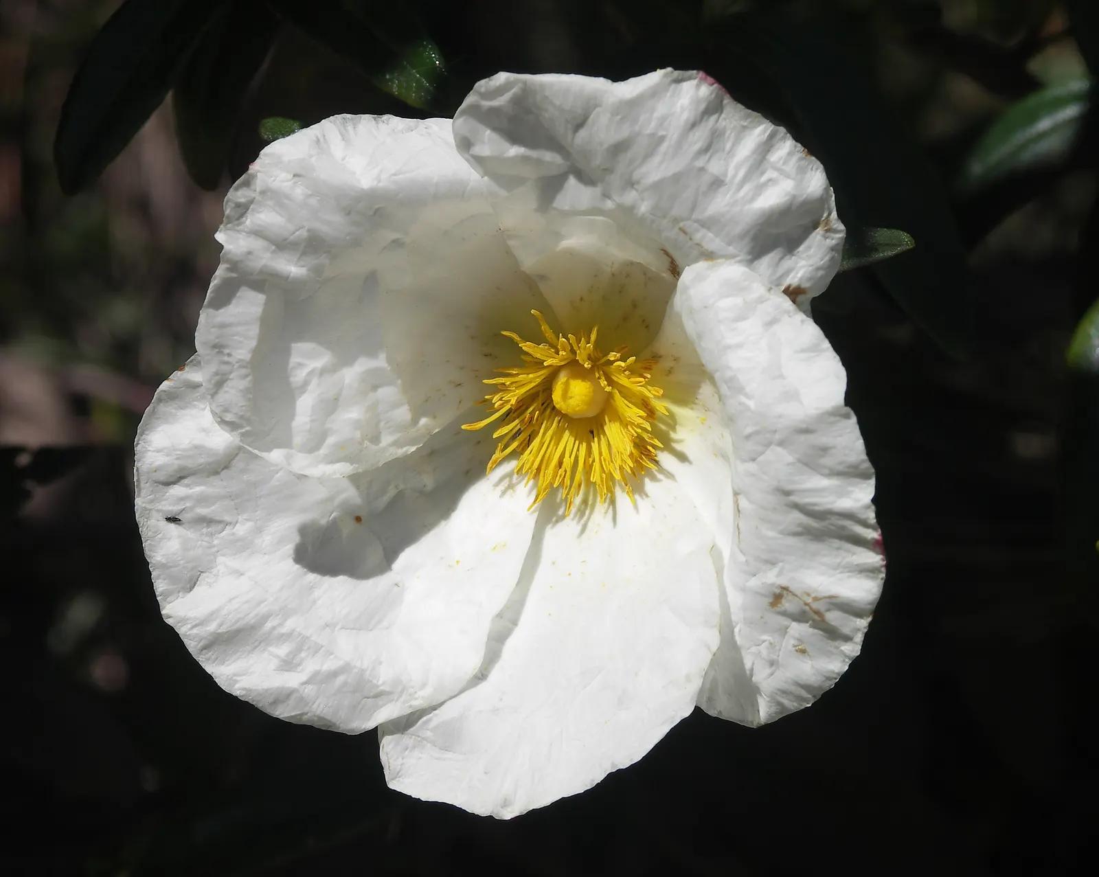 Rockrose (Cistus 'Mickie') — evergreen shrub known for its decorative and resilient characteristics; perennial with white blooms, image 106