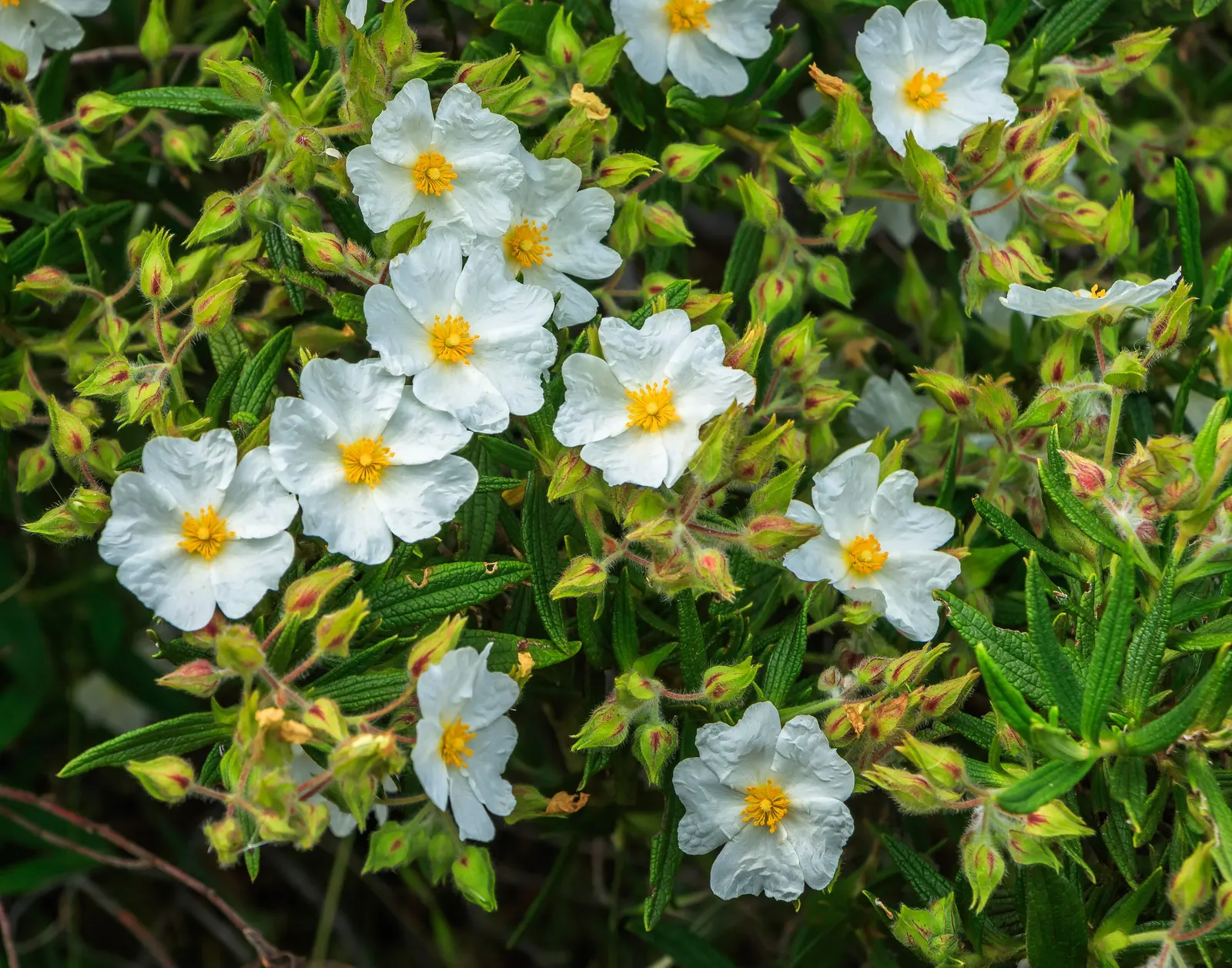 Rockrose (Cistus 'Mickie') — perennial for full; and low-maintenance nature answering a range of landscape design requirements, image 100