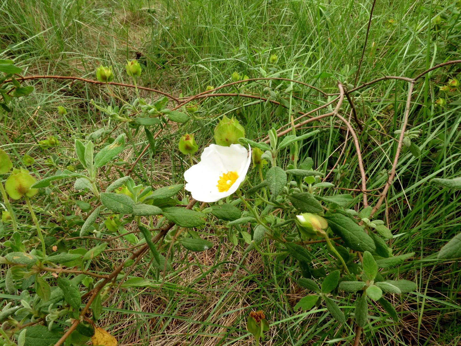 Rockrose (Cistus 'Mickie') — This rockrose thrives in full sun and well-drained soil, being drought-tolerant once established; white flowers in the, image 63