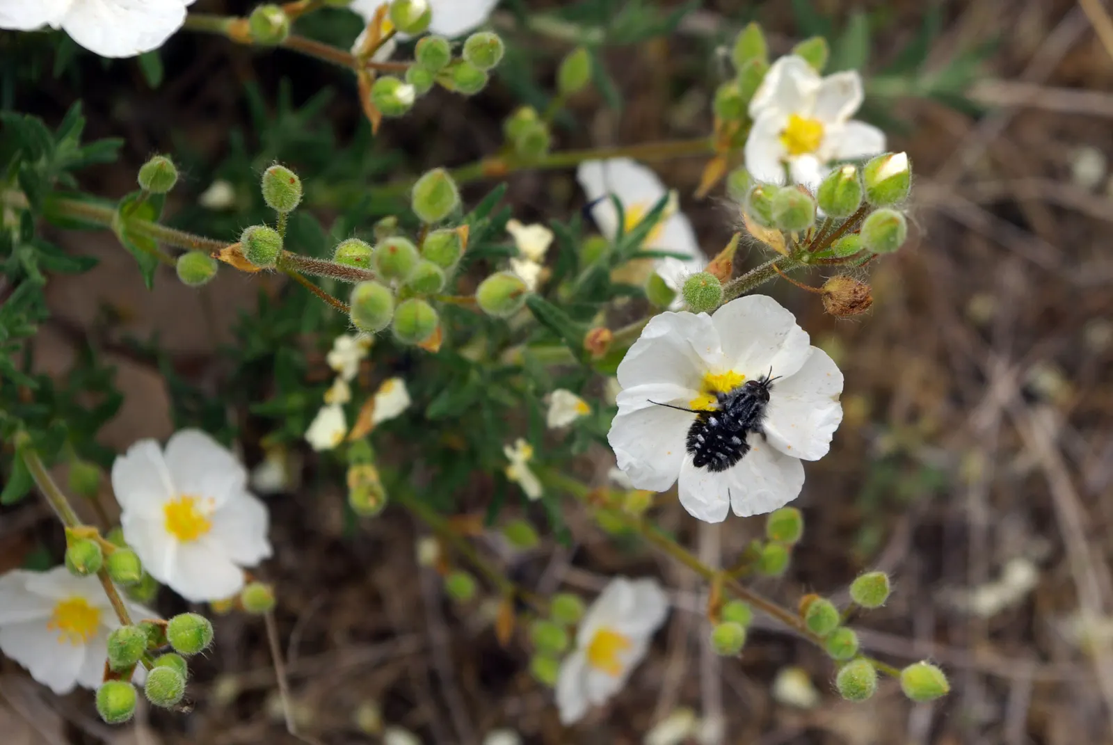 Rockrose (Cistus 'Mickie') — The Cistus 'Mickie' is an evergreen shrub heralding vivid pink flowers with a maroon base; ideal for, image 61