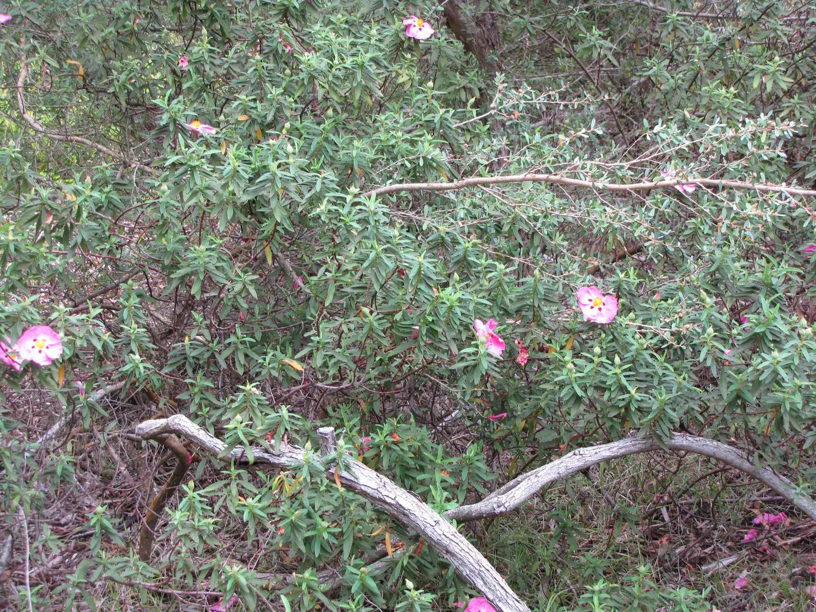 Rockrose (Cistus 'Mickie') — typically reaching 2 to 3 feet in height and spreading 2 to 4 feet wide; perennial for full, image 49
