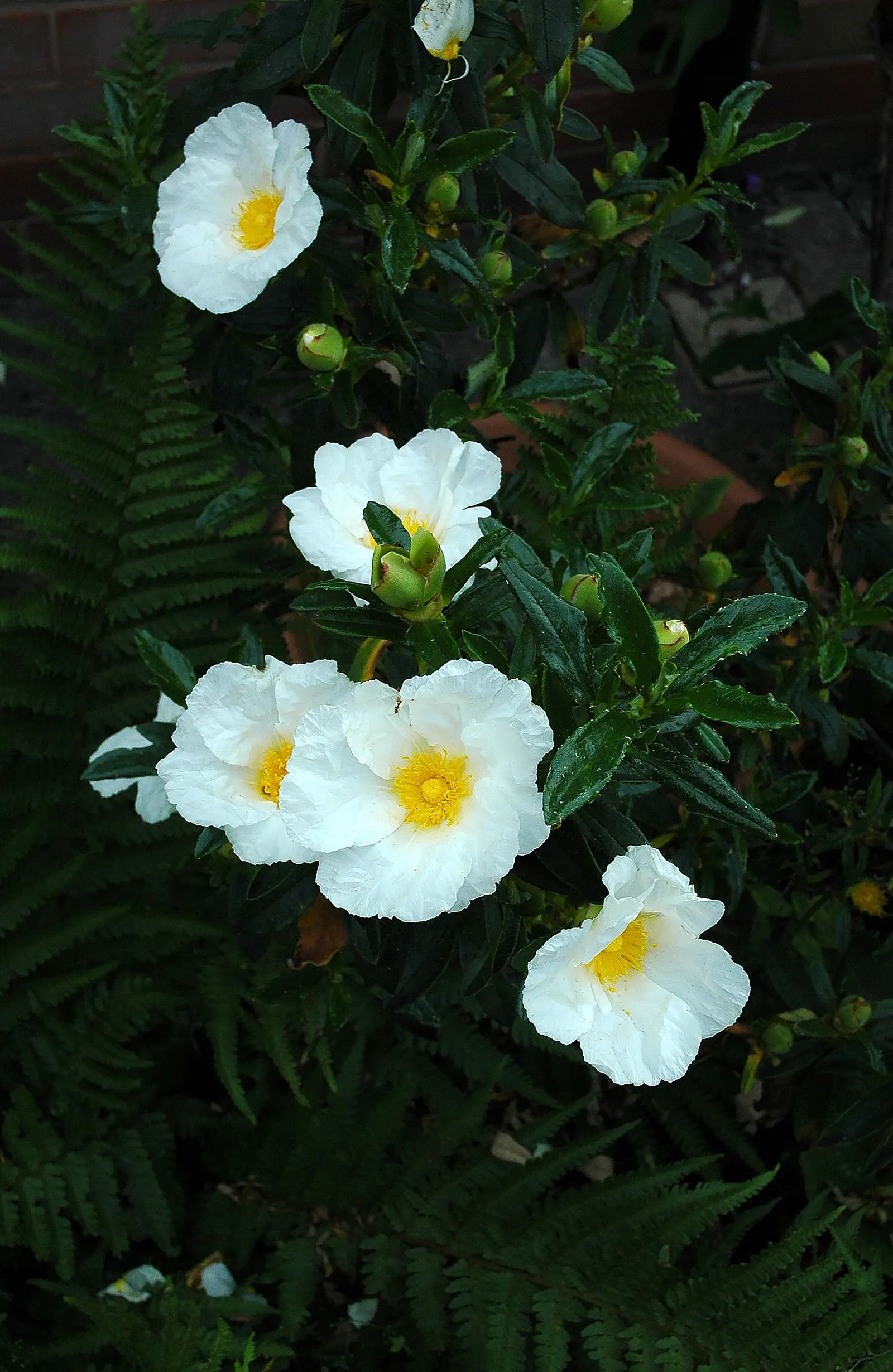 Rockrose (Cistus 'Mickie') — Its foliage is particularly attractive; the leaves are dark green; reducing the need for frequent watering