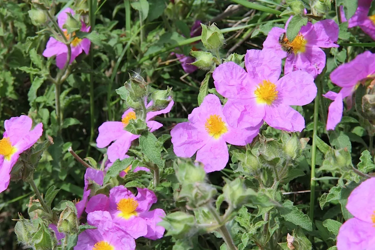 Rockrose (Cistus 'Mickie') — perennial with white blooms; which makes it suitable for small gardens or as part of a mixed border, image 59
