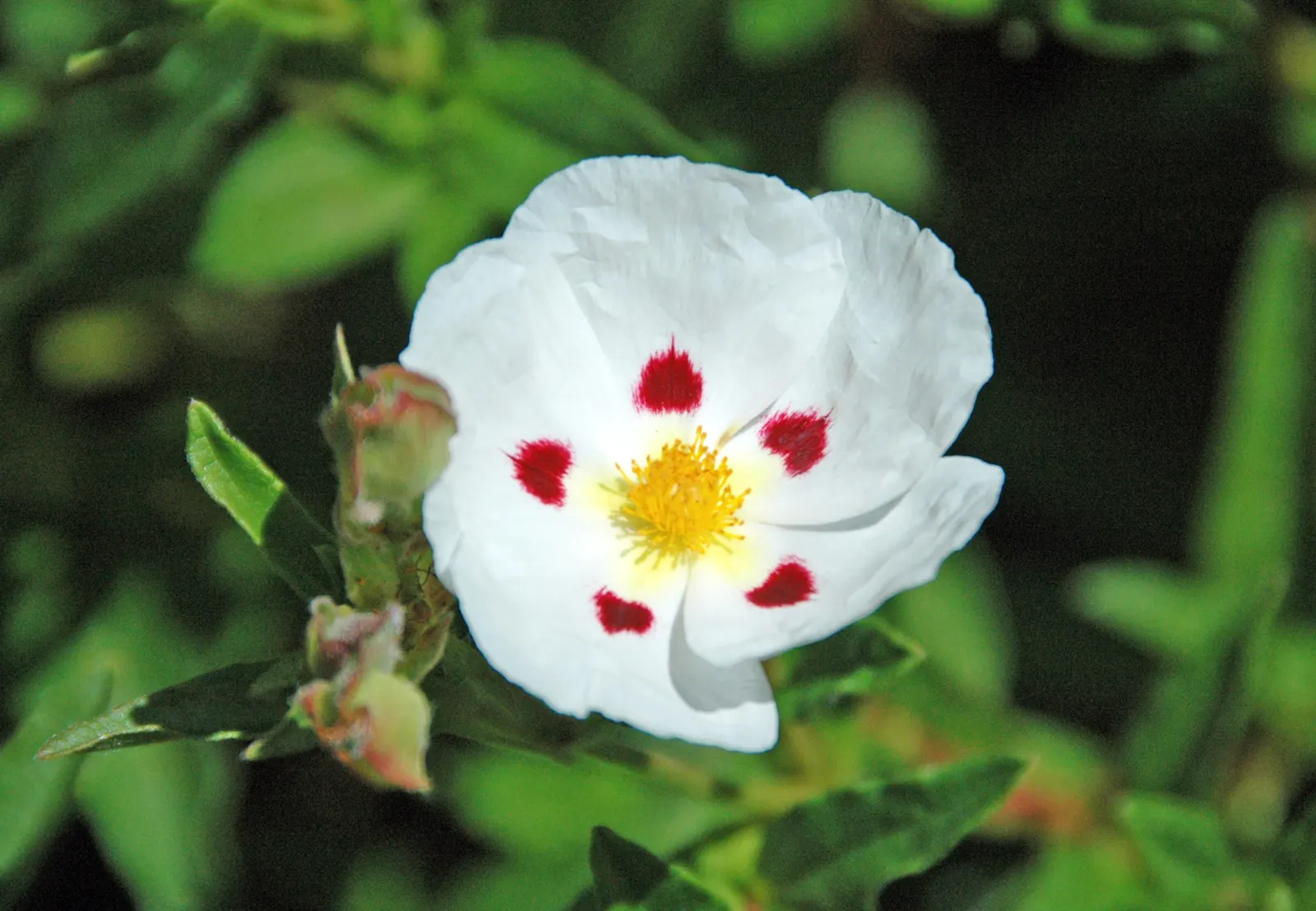 Rockrose (Cistus 'Mickie') — Each blossom lasts only a day; it is drought-tolerant once established, image 48