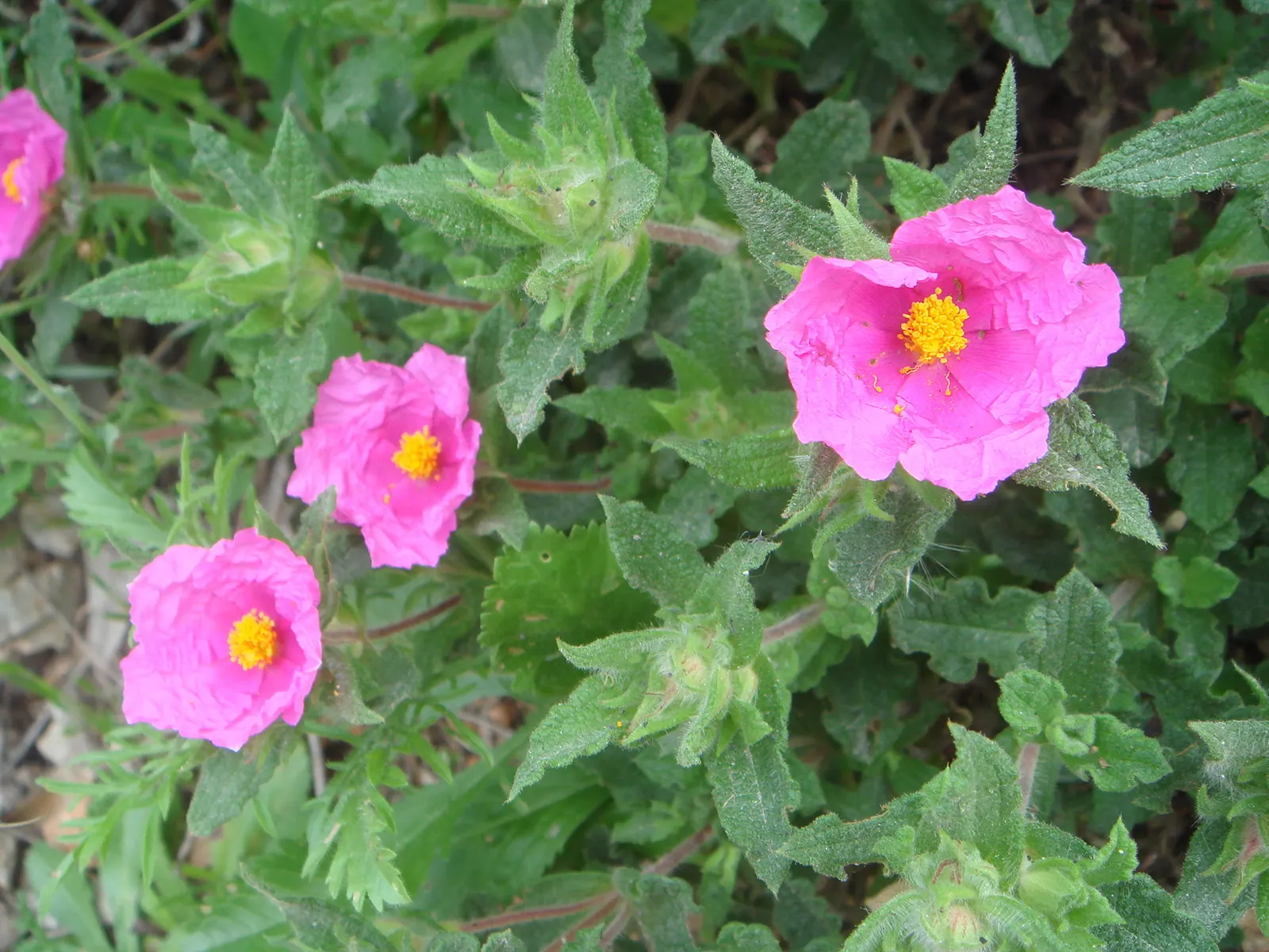Rockrose (Cistus 'Mickie') — Growing up to 3 feet in height and 5 feet wide, its wavy, gray-green foliage is dense and sticky; its foliage is, image 62
