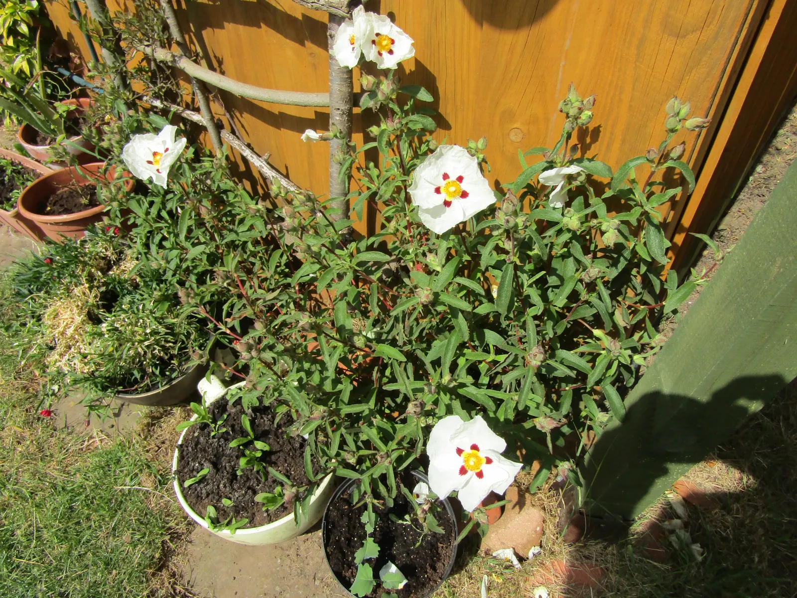 Rockrose (Cistus 'Mickie') — Each blossom lasts only a day; it is drought-tolerant once established, image 128