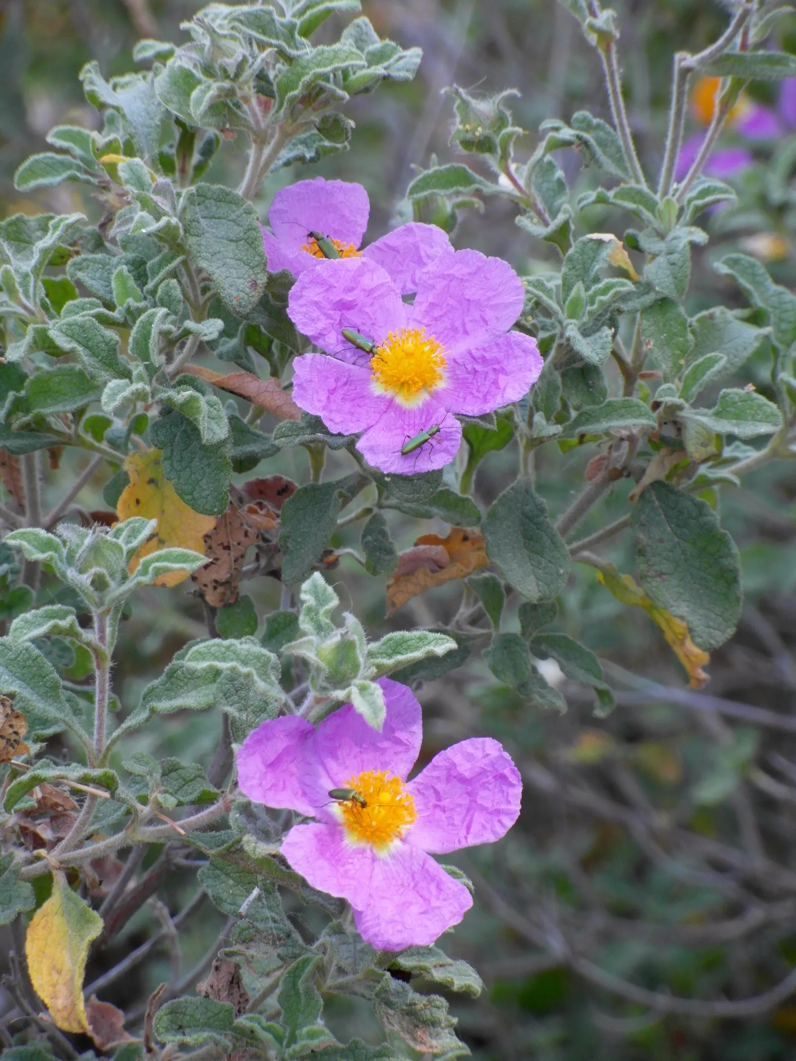 Rockrose (Cistus 'Mickie') — evergreen shrub known for its decorative and resilient characteristics; perennial with white blooms, image 46