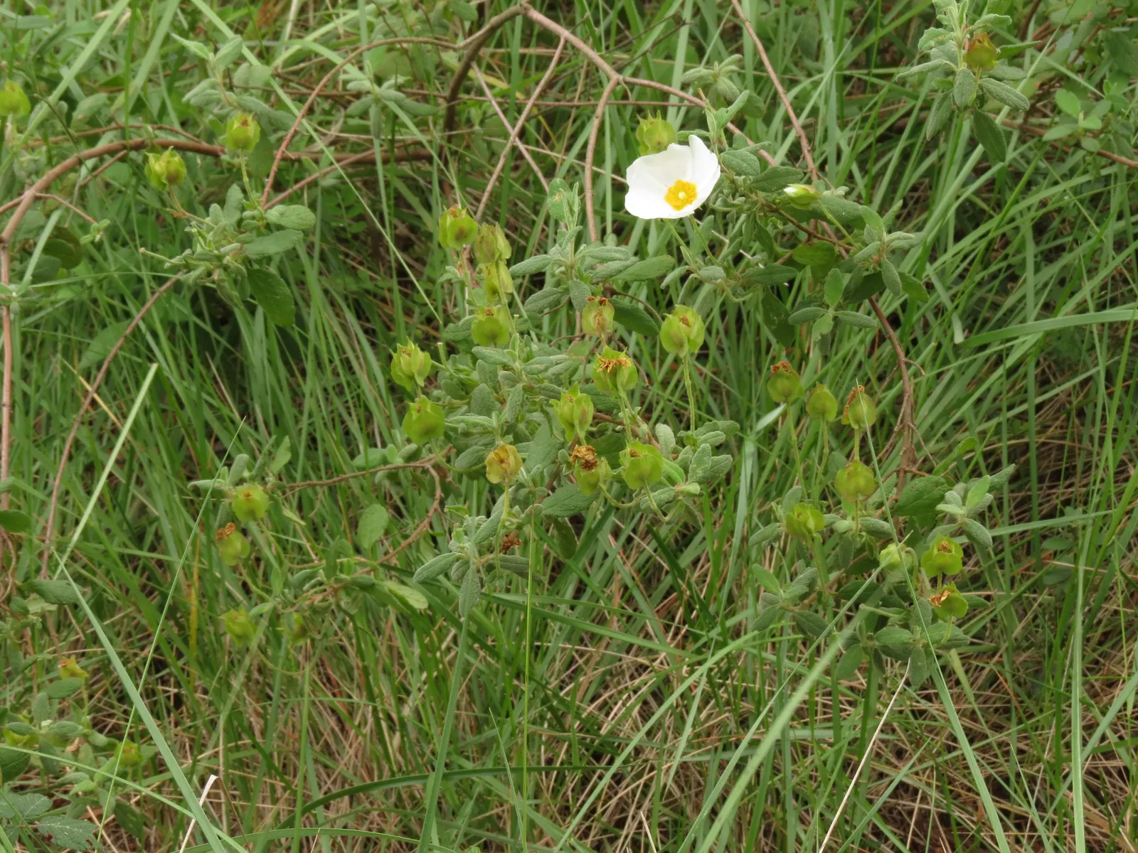 Rockrose (Cistus 'Mickie') — commonly referred to as Rockrose; cistus 'Mickie' thrives in full sun and prefers well-drained soil, image 65