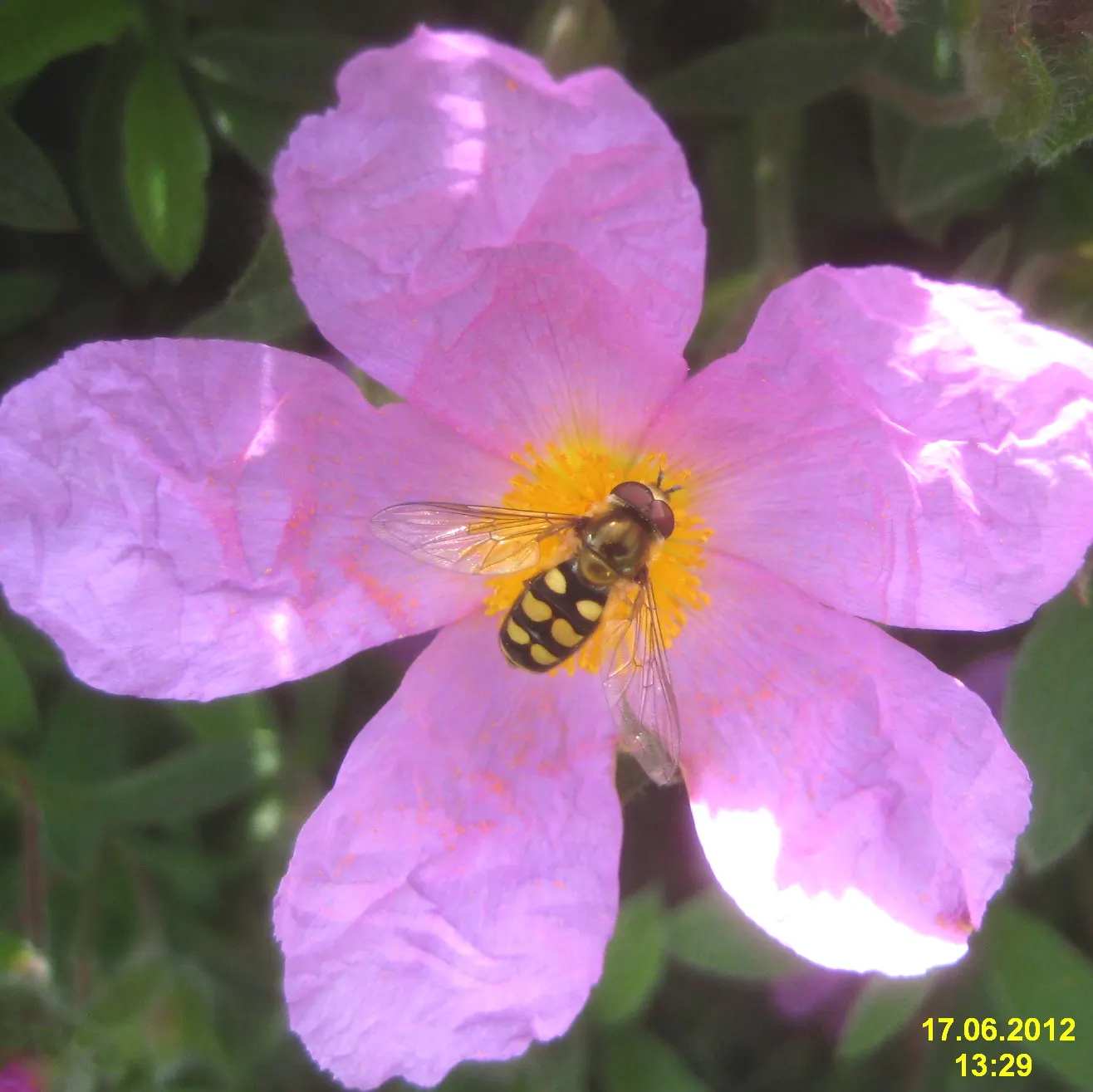 Rockrose (Cistus 'Mickie') — Its foliage is particularly attractive; the leaves are dark green; reducing the need for frequent watering, image 71