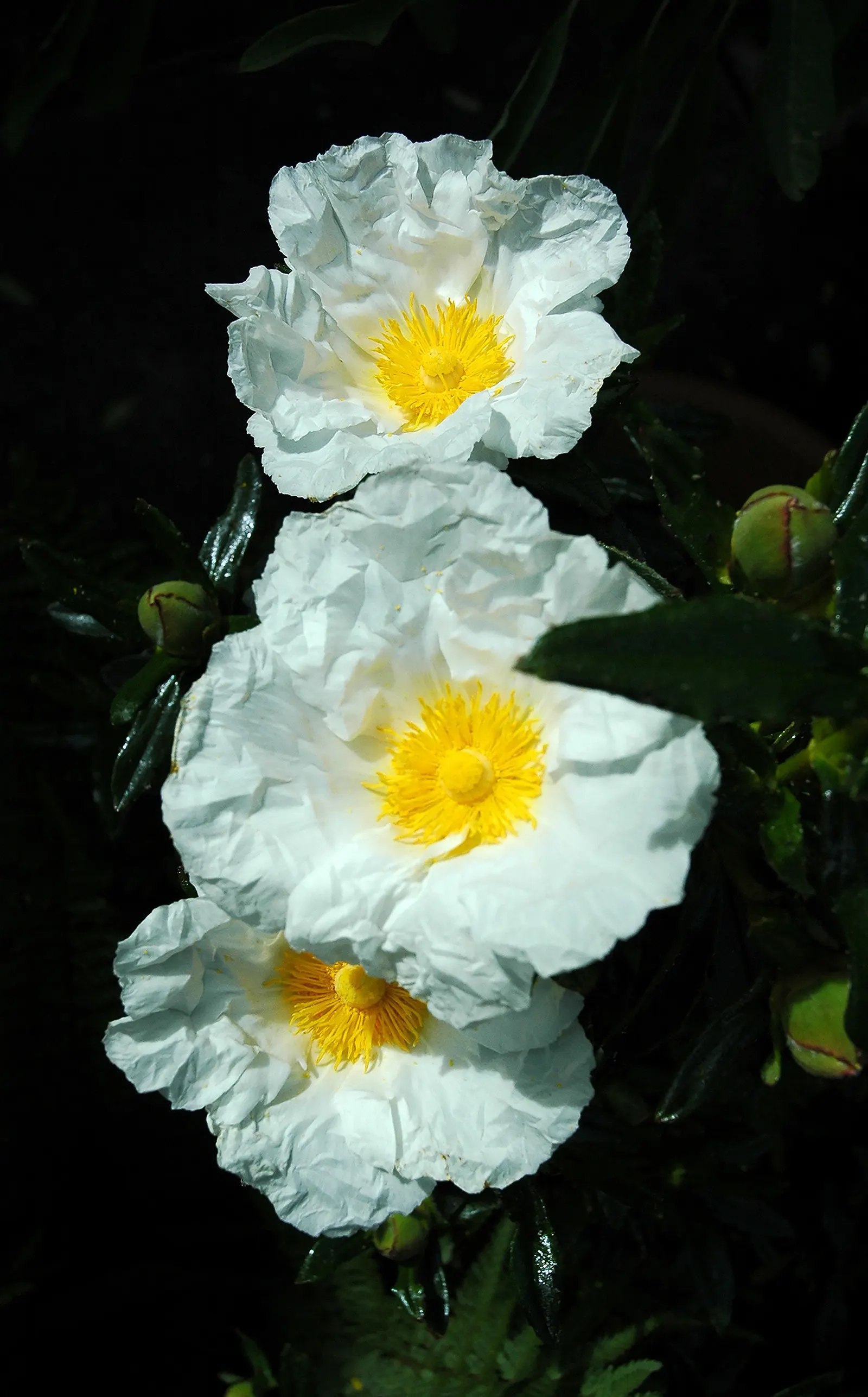Rockrose (Cistus 'Mickie') — which makes it suitable for small gardens or as part of a mixed border; making it an excellent choice for adding, image 50