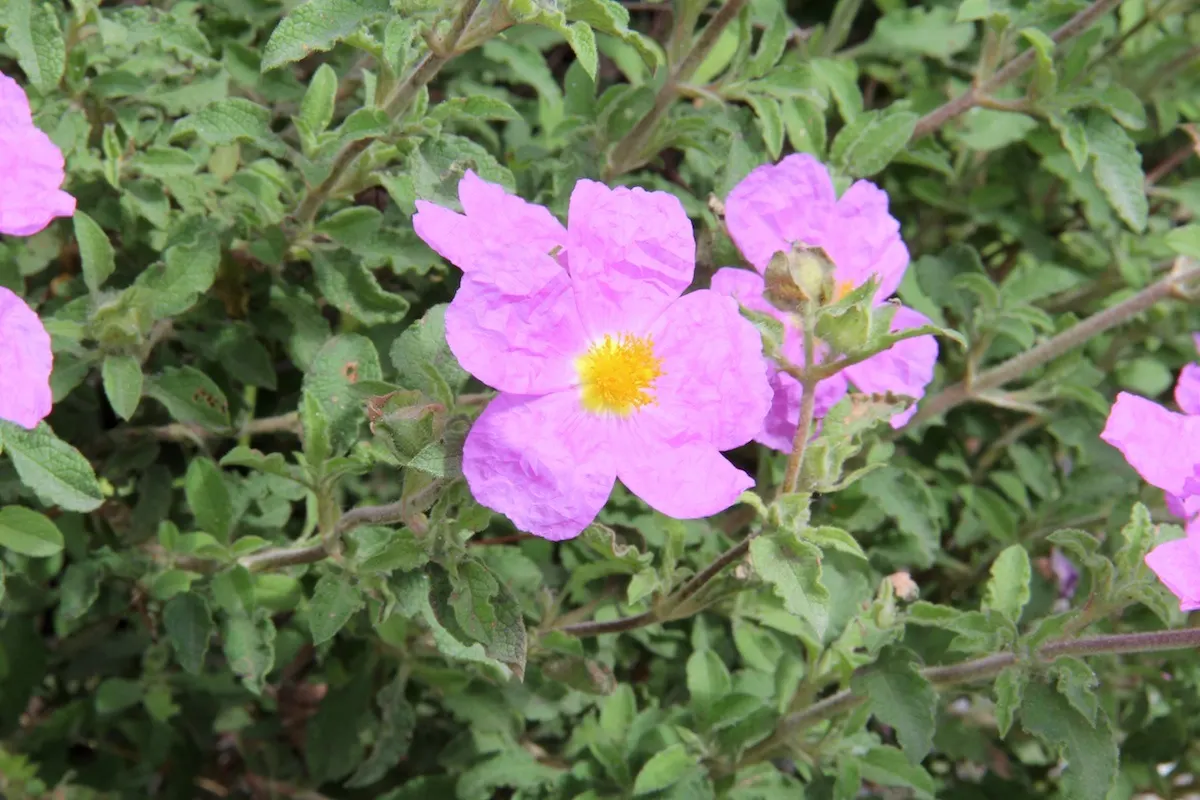Rockrose (Cistus 'Mickie') — It is drought-tolerant once established; each blossom lasts only a day, image 73