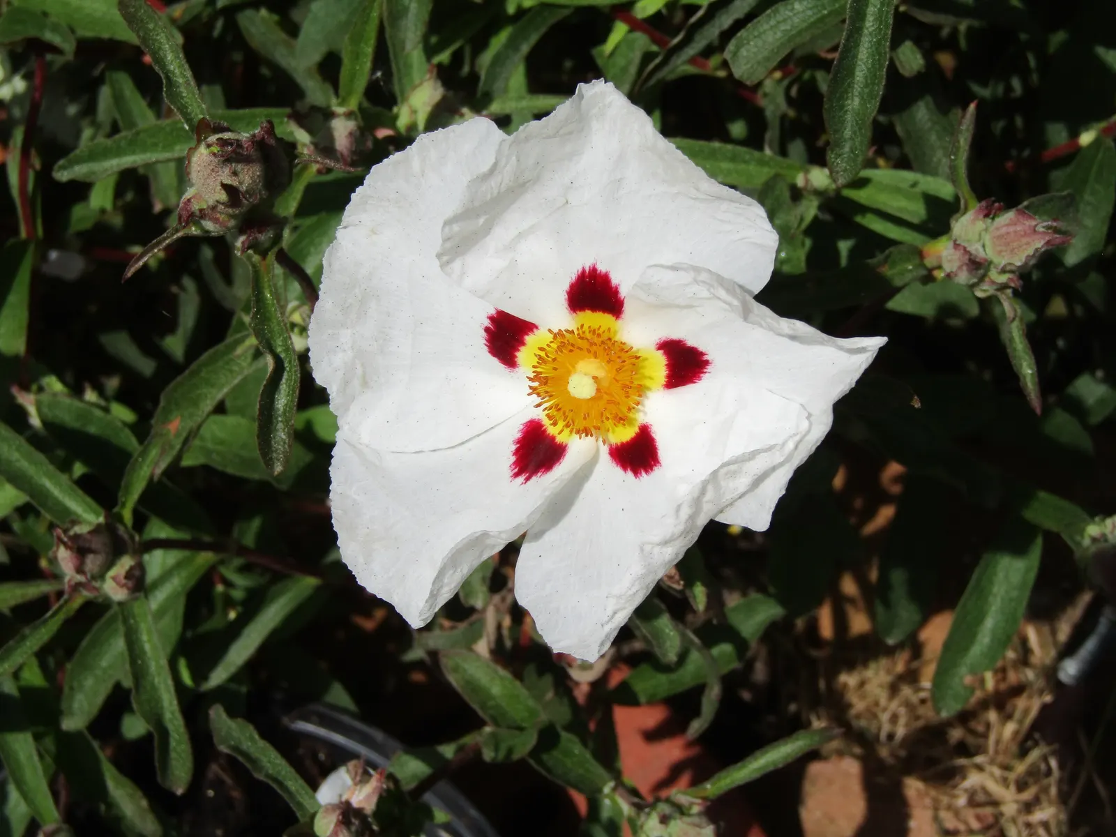 Rockrose (Cistus 'Mickie') — Growing up to 3 feet in height and 5 feet wide, its wavy, gray-green foliage is dense and sticky; its foliage is, image 122