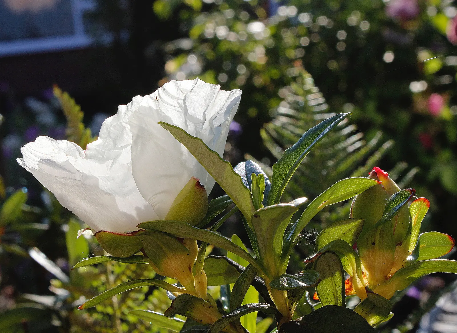 Rockrose (Cistus 'Mickie') — making it an excellent choice for adding texture and color to your landscape design; evergreen shrub known for its, image 67
