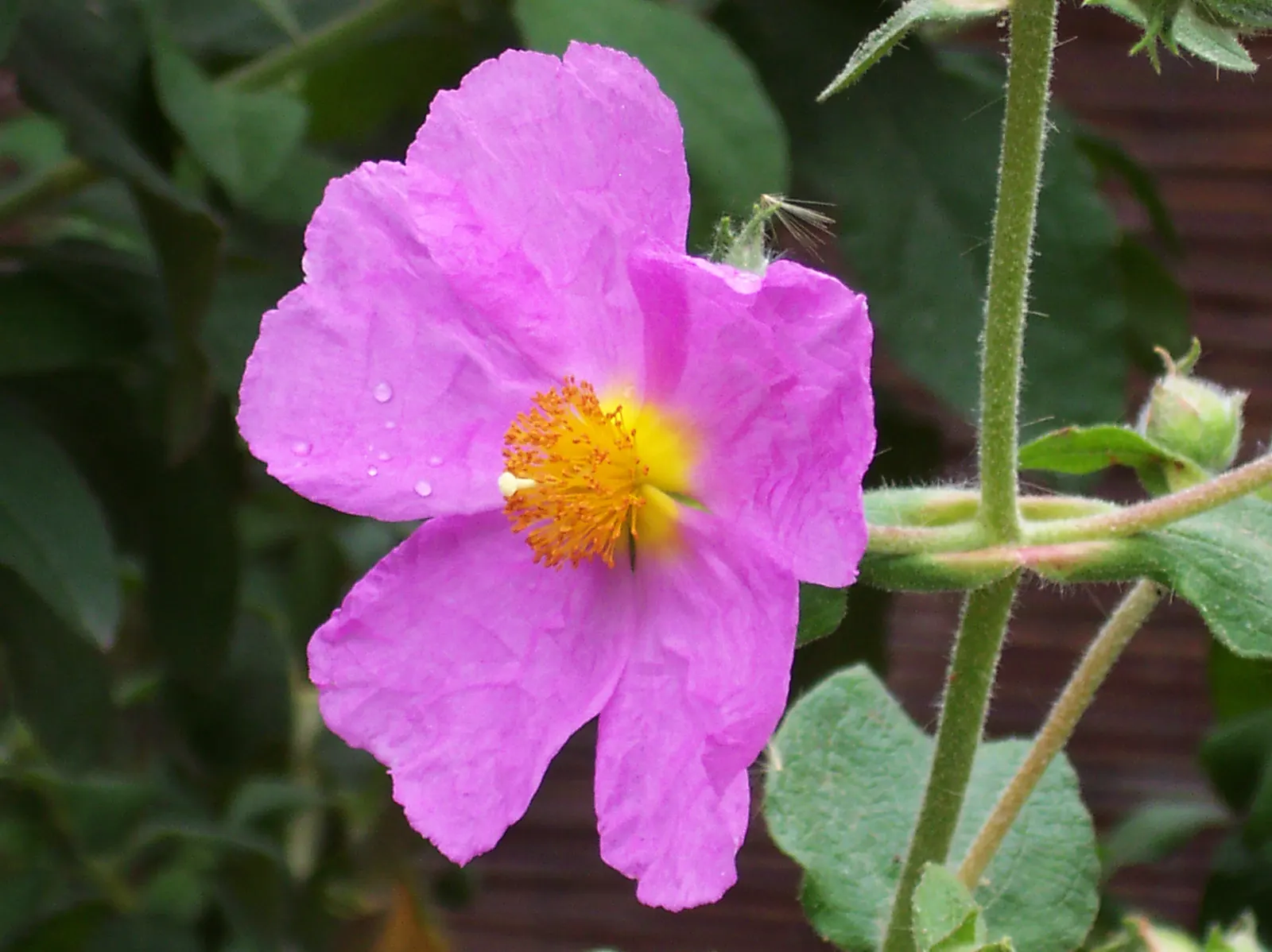 Rockrose (Cistus 'Mickie') — reducing the need for frequent watering; and it's also deer-resistant, image 74