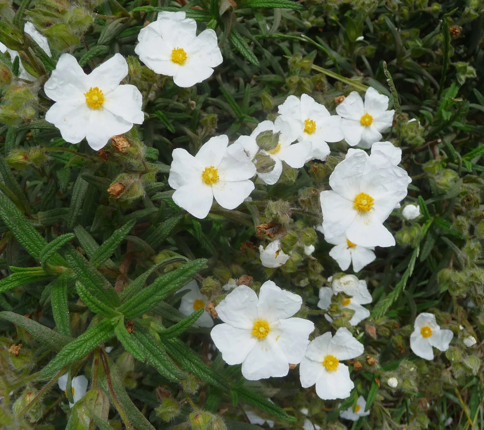 Rockrose (Cistus 'Mickie') — reducing the need for frequent watering; and it's also deer-resistant, image 54