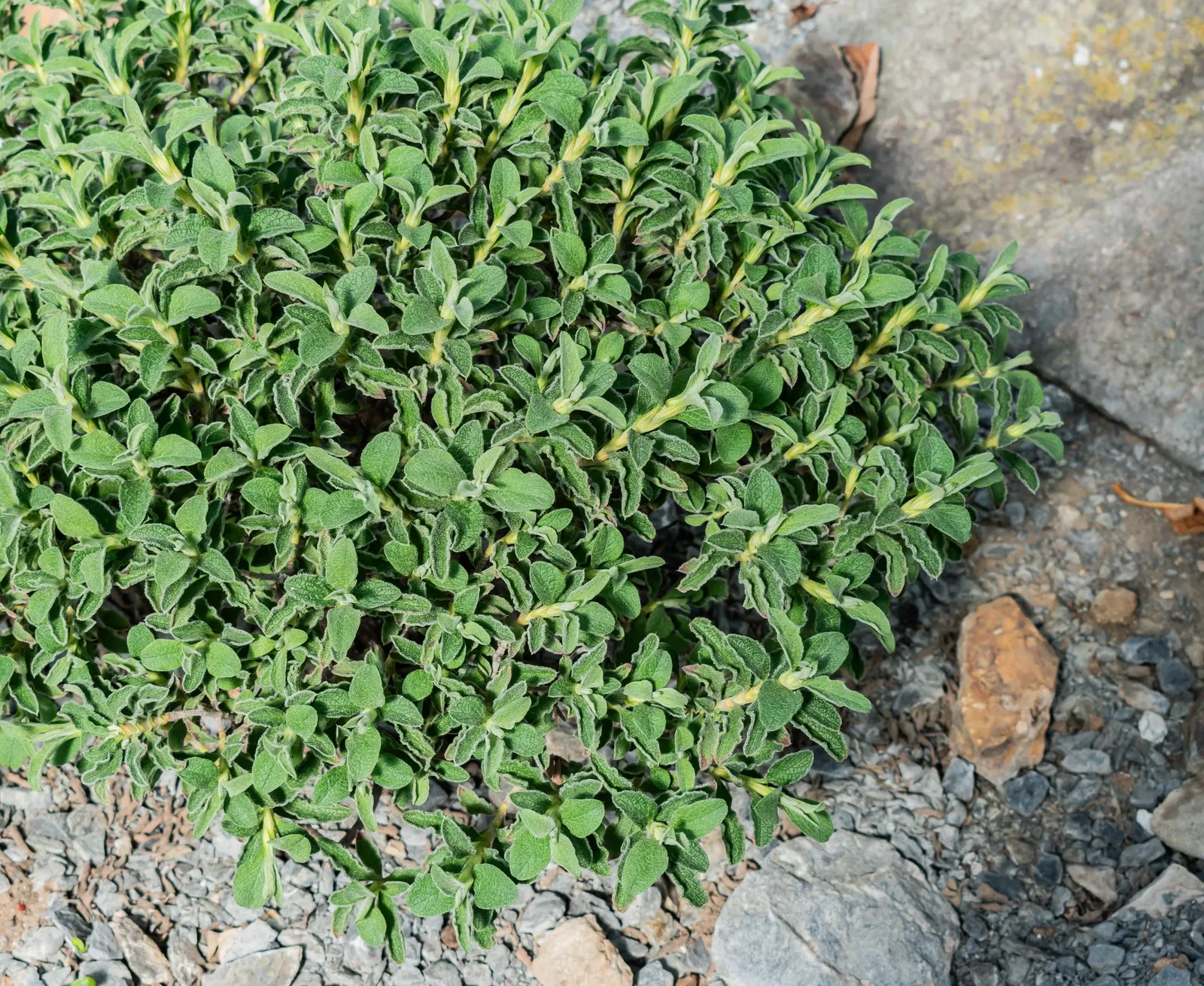 Rockrose (Cistus 'Mickie') — making it an excellent choice for adding texture and color to your landscape design; evergreen shrub known for its decorative and