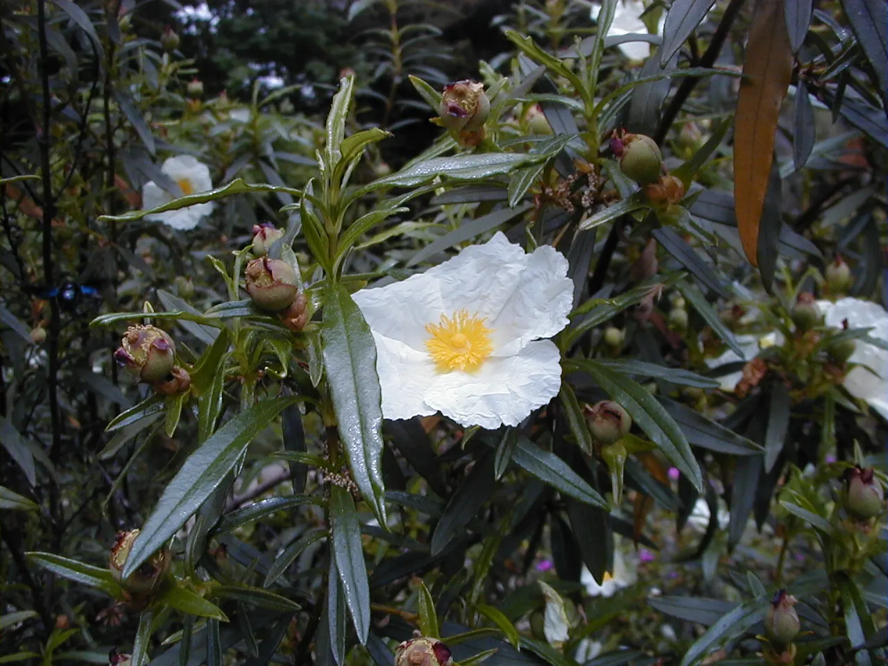 Rockrose (Cistus 'Mickie') — Cistus 'Mickie' thrives in full sun and prefers well-drained soil; the Cistus 'Mickie' is an evergreen shrub heralding, image 72