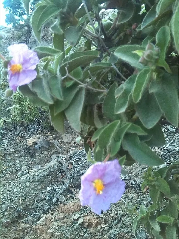 Rockrose (Cistus 'Mickie') — and it's also deer-resistant; growing up to 3 feet in height and 5 feet wide, its wavy, gray-green foliage is dense, image 55
