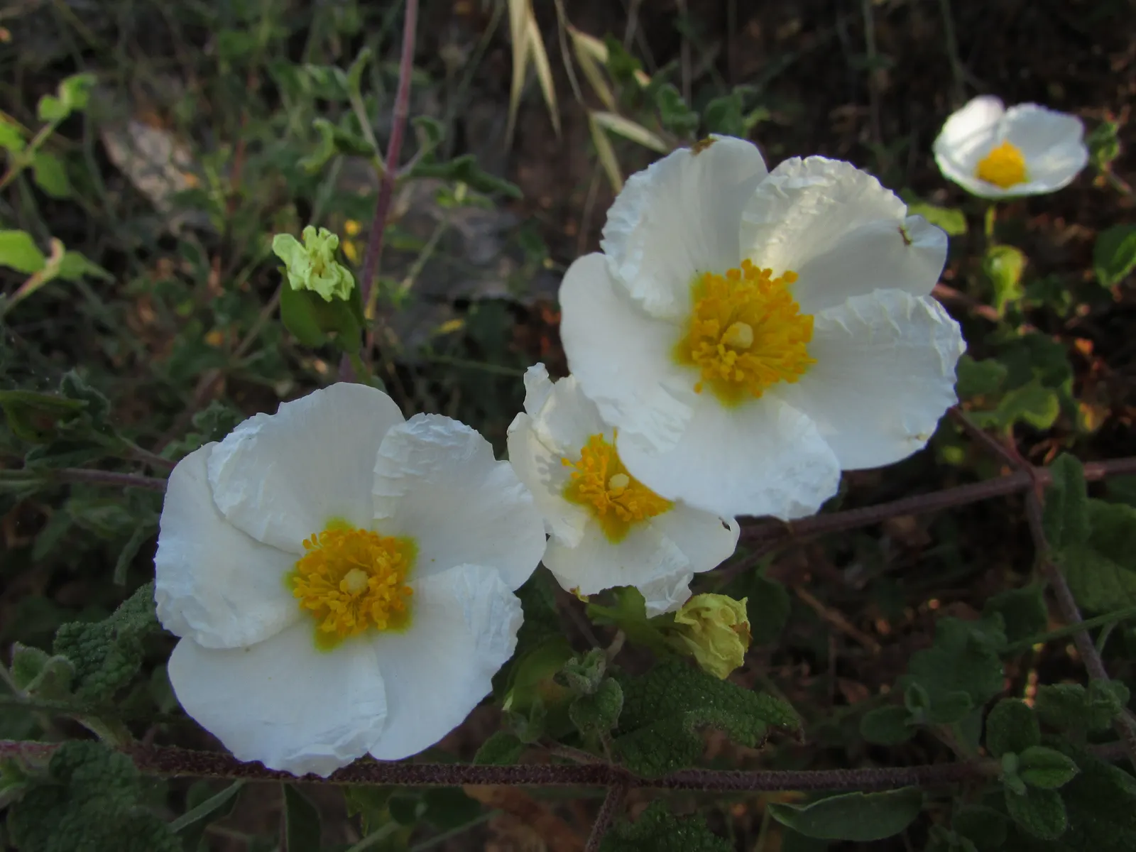 Rockrose (Cistus 'Mickie') — It is drought-tolerant once established; each blossom lasts only a day, image 53