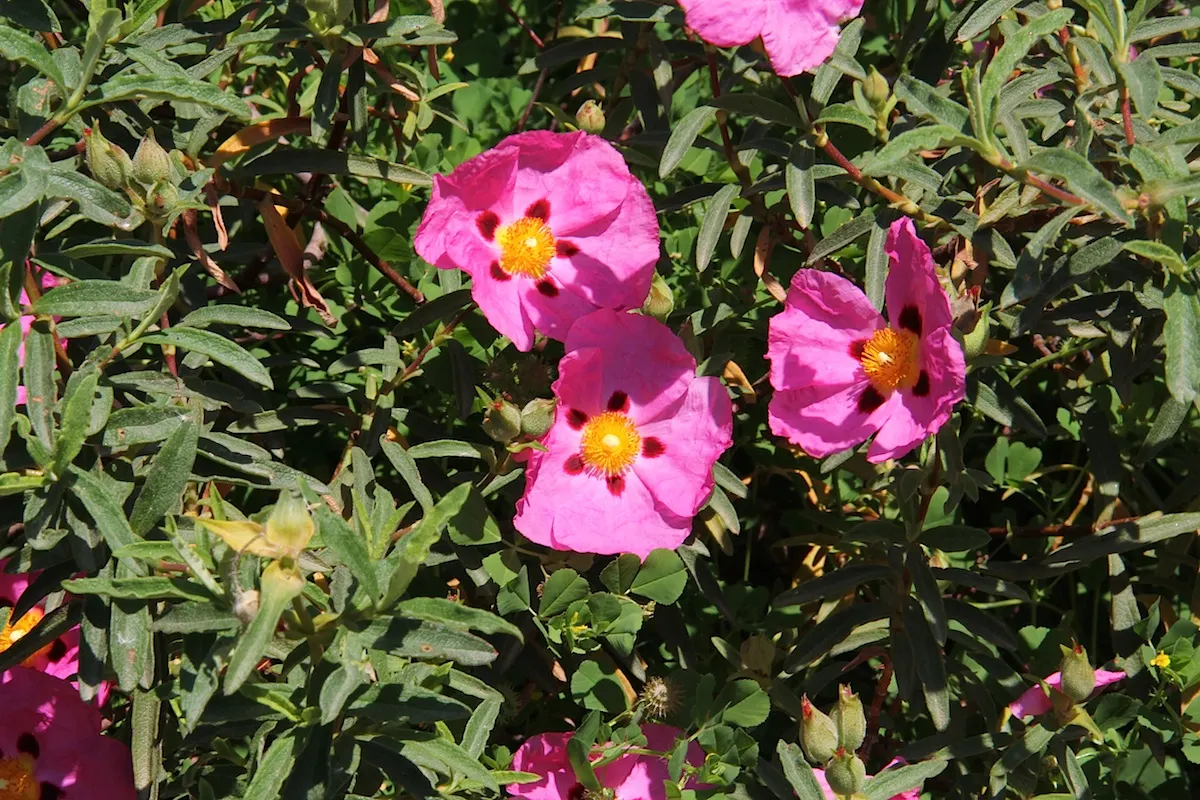 Rockrose (Cistus 'Mickie') — reducing the need for frequent watering; and it's also deer-resistant